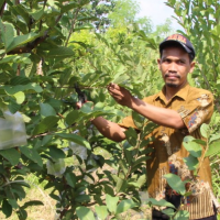 uploads/editorial/sahabat_petani/haryoko-9906219a43f8d41.jpg