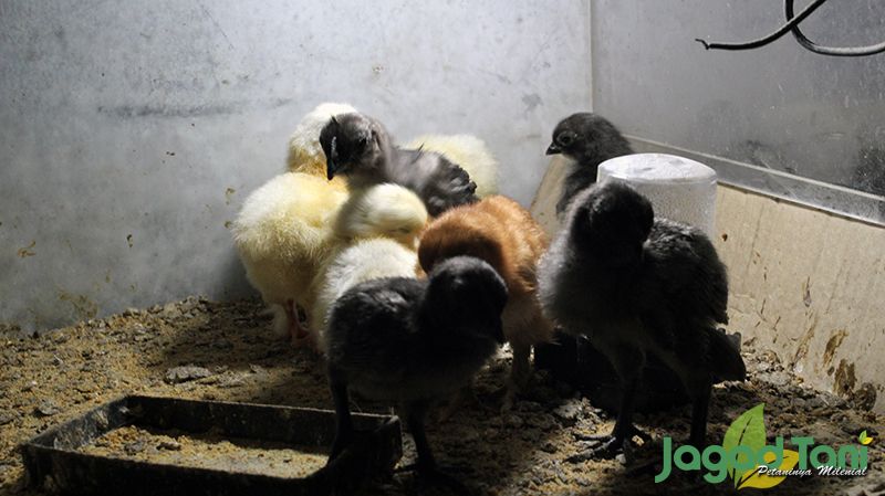  Menetaskan  Ayam Cemani Dengan  Teknologi Jagad Tani