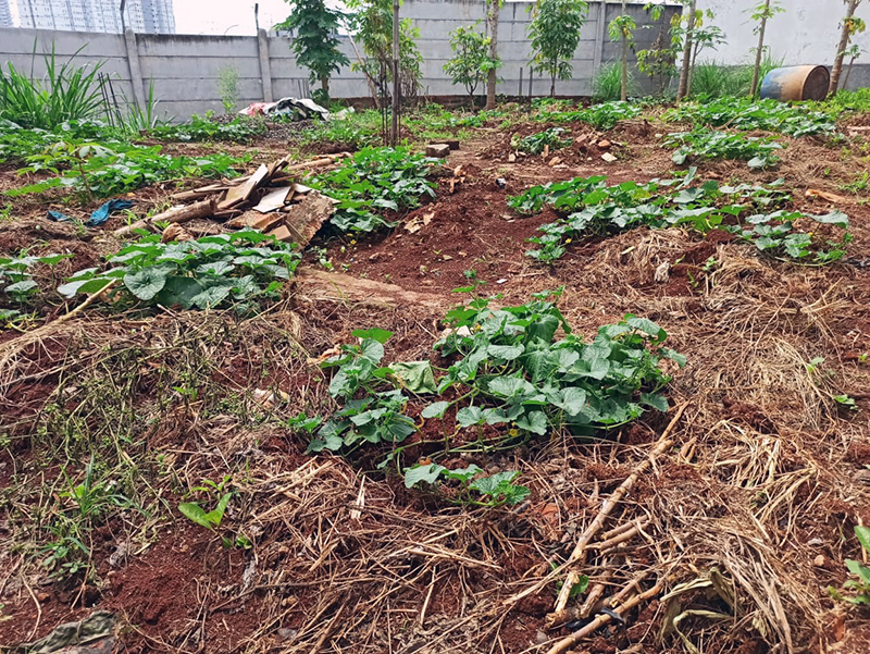 Kebun timun sayur milik Dedi