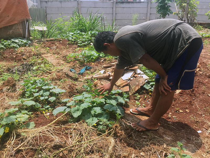 Dedi sedang memeriksa tanaman timun sayur