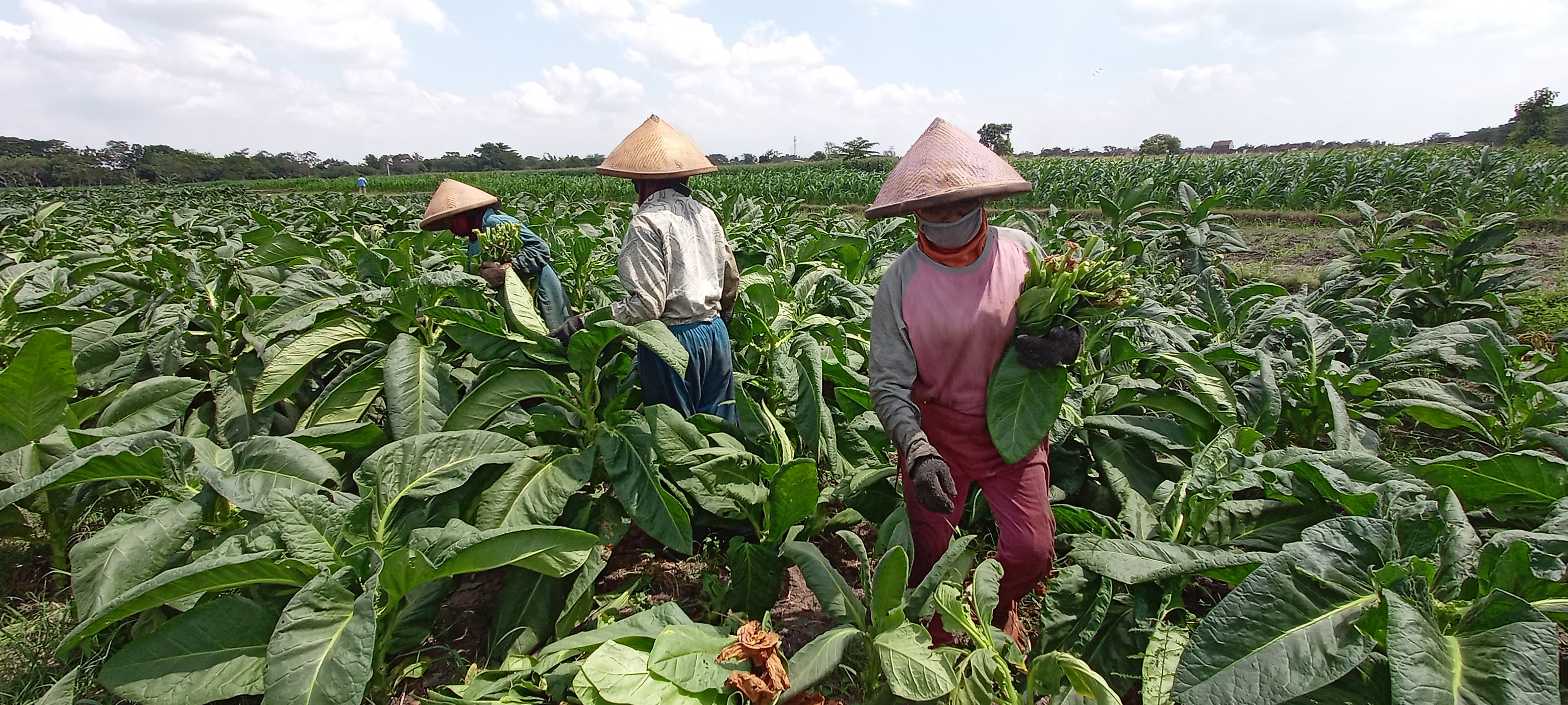 Petani memanen tembakau di area perkebunan Desa Karangpakel, Kecamatan Trucuk, Klaten.