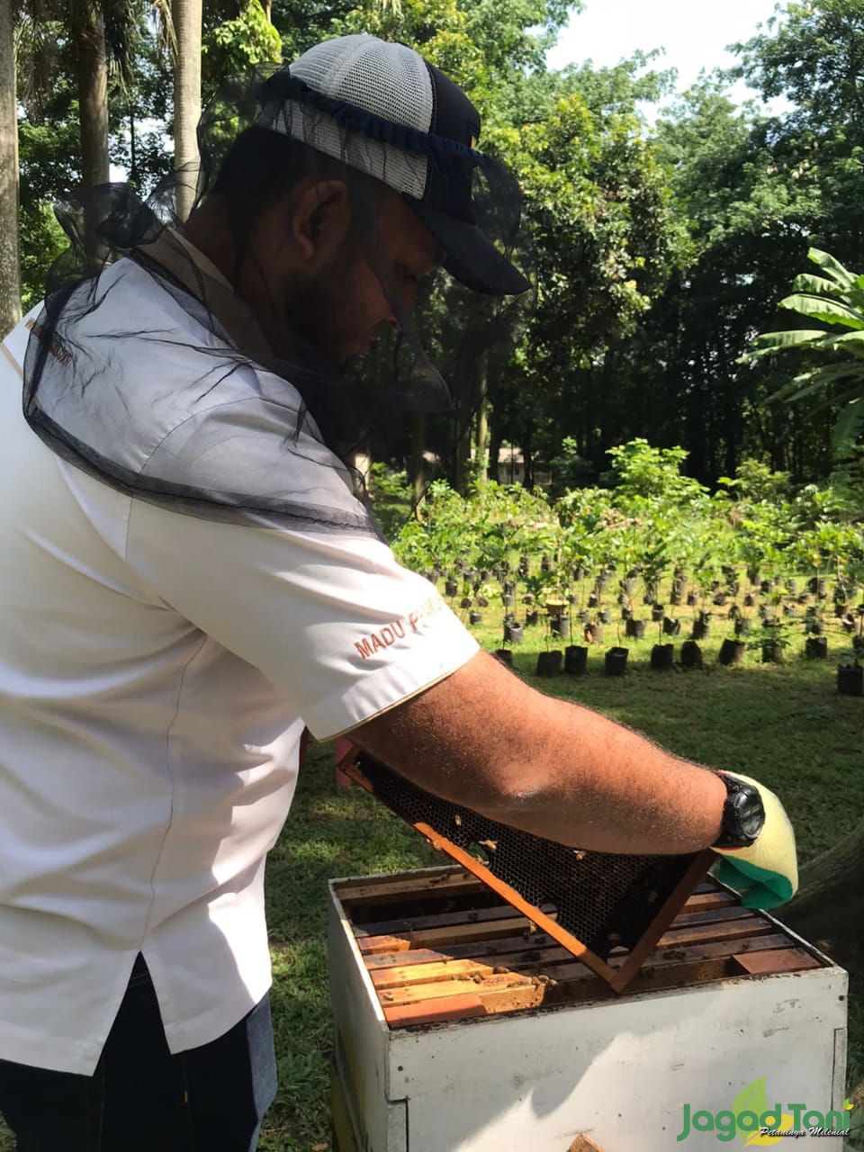 Apis Mellifera, Lebah Madu Favorit Peternak