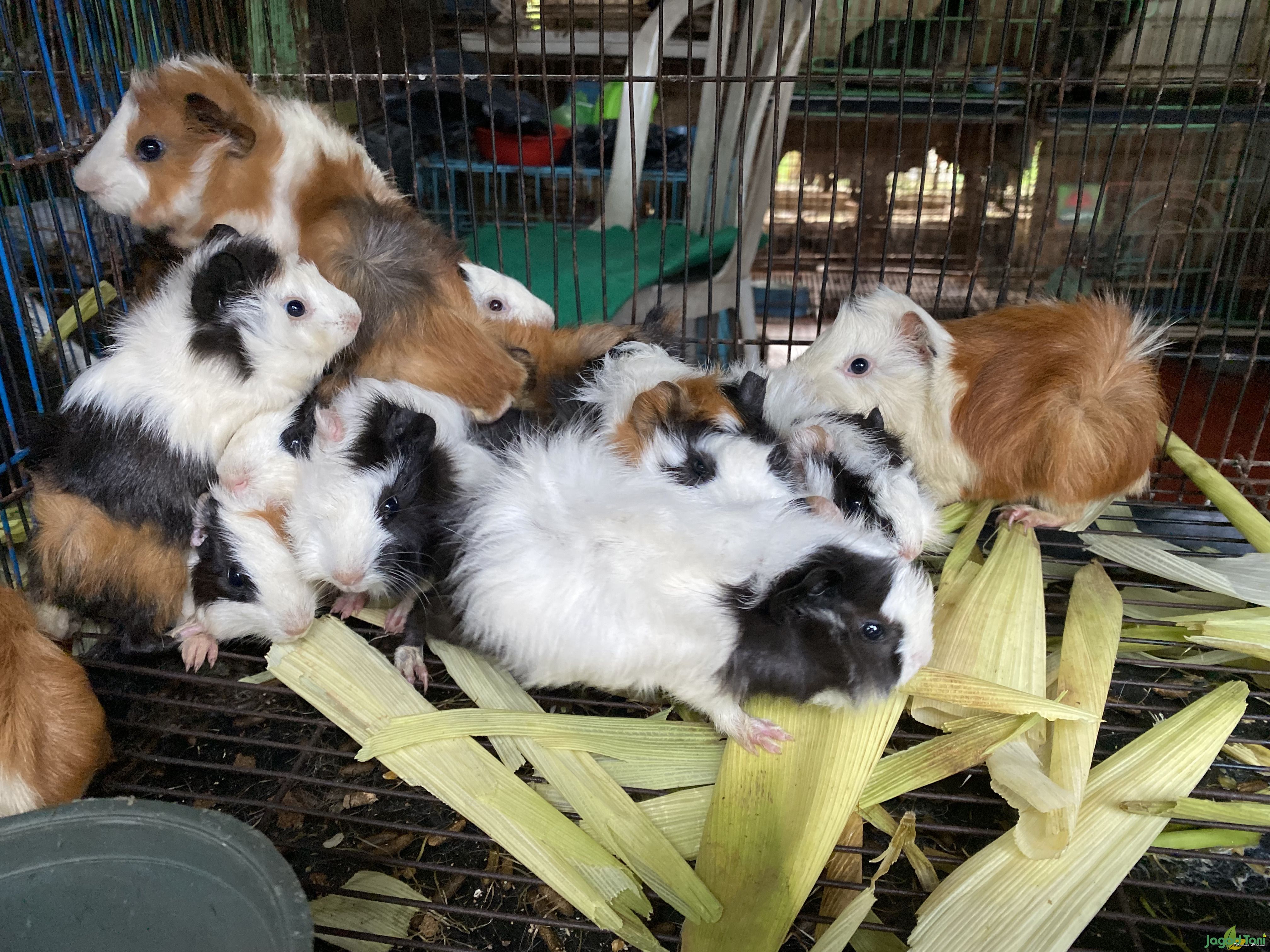 Cara Membedakan Marmot dan Guinea Pig