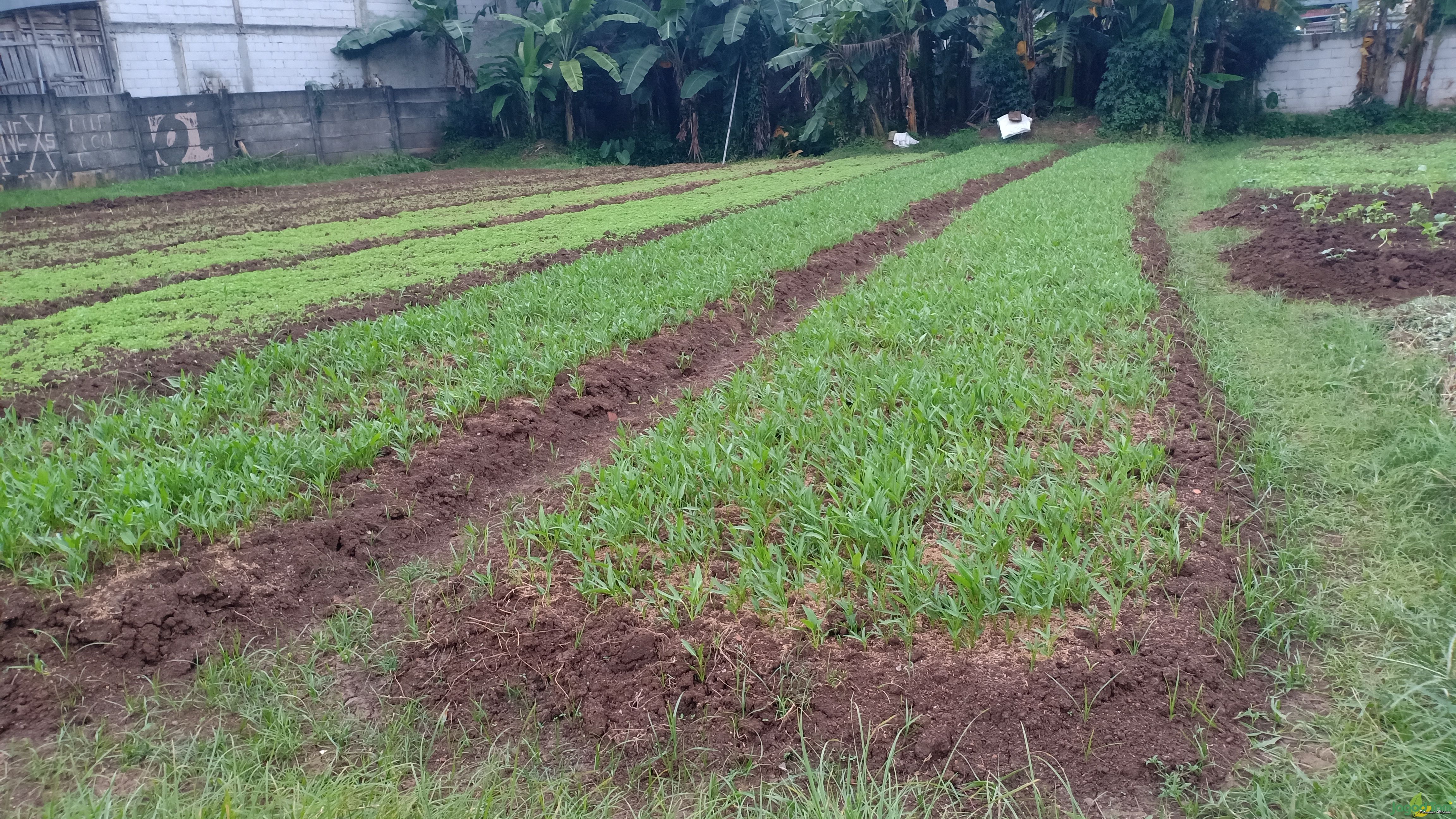 Merawat Kangkung