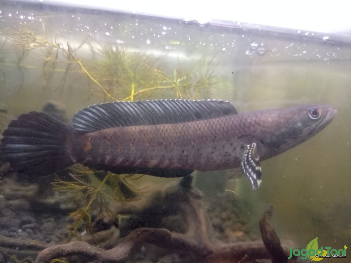 Ikan Channa Stress, Simak Cara Penangannya
