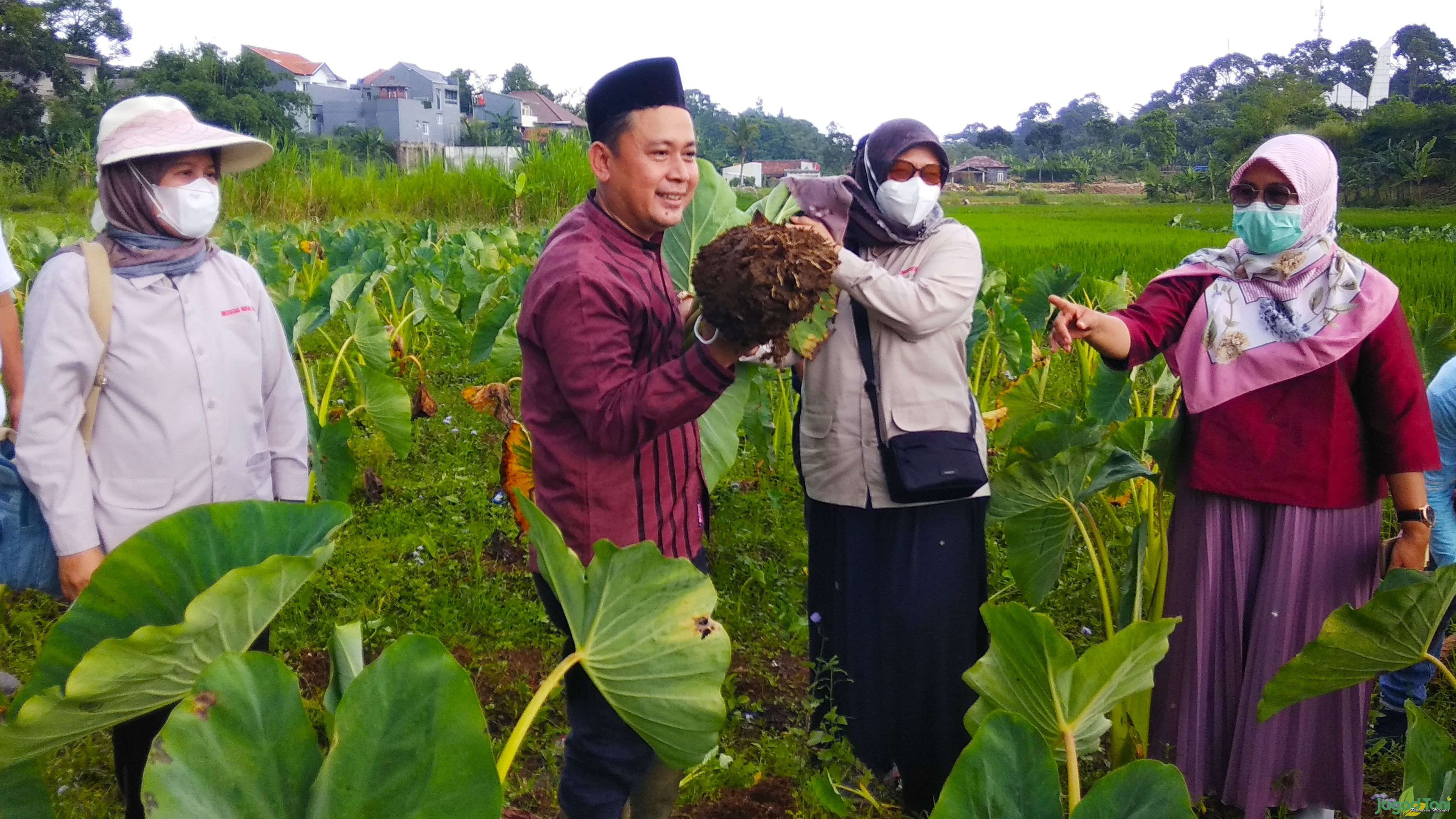 Mengintip Talas Varietas Baru Asli Bogor