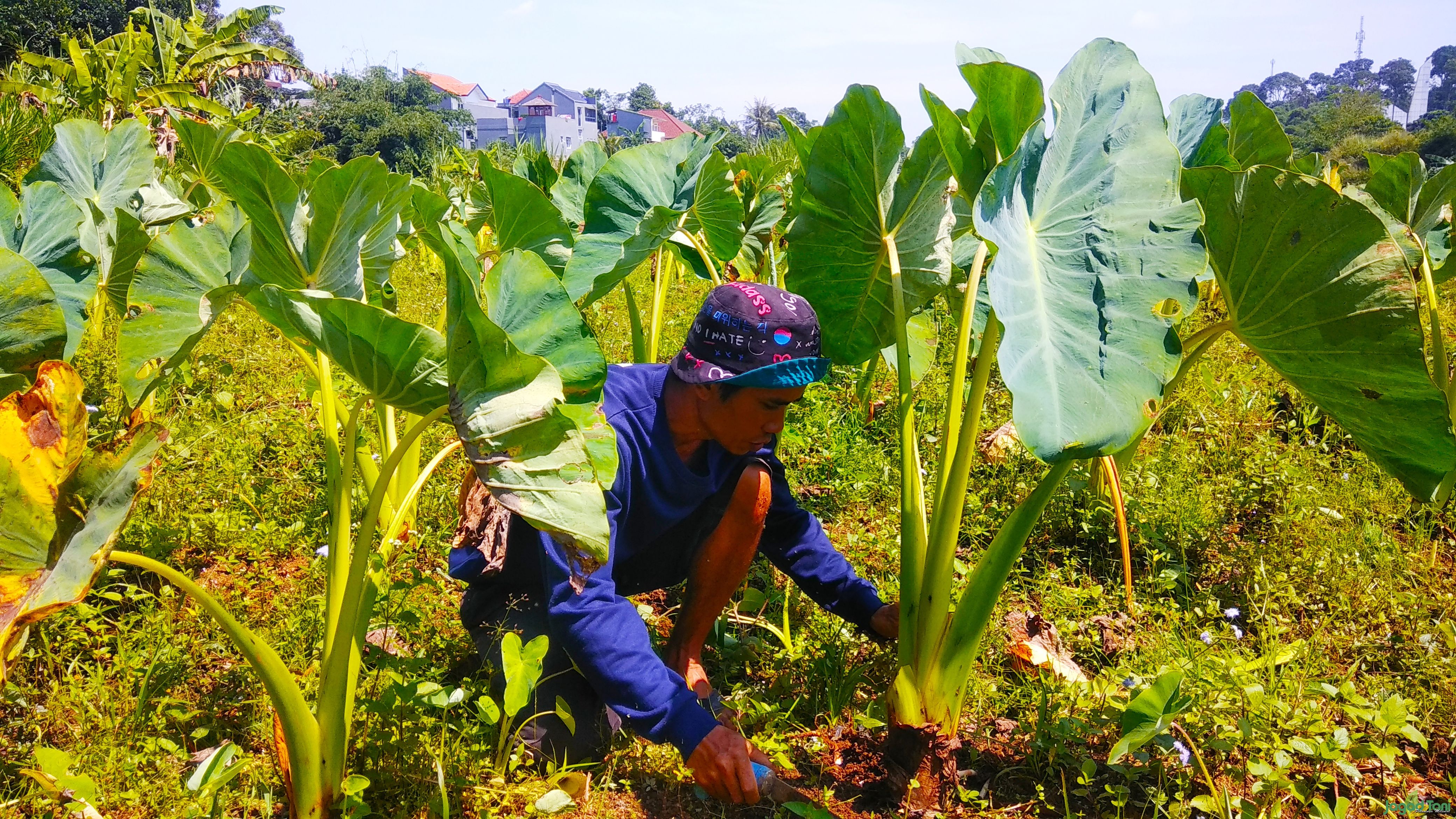 Mengintip Talas Varietas Baru Asli Bogor