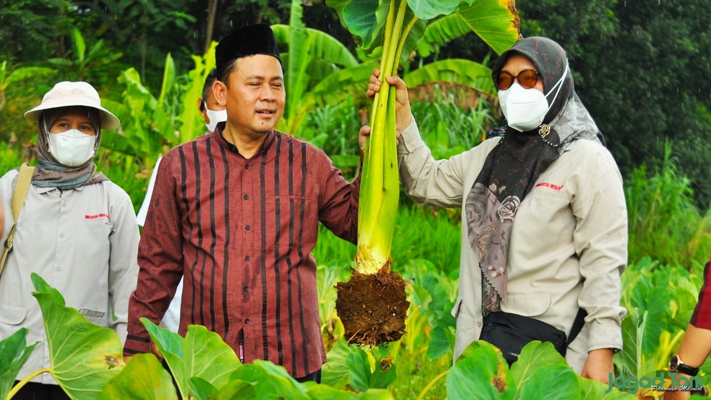 Mengintip Talas Varietas Baru Asli Bogor