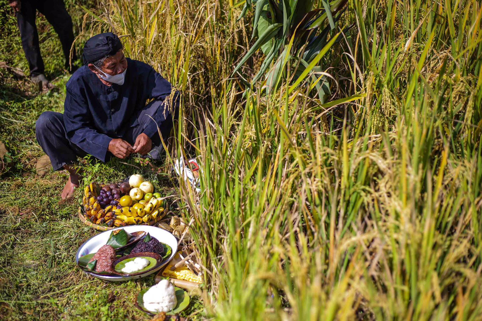 Panen padi di lembur sawah