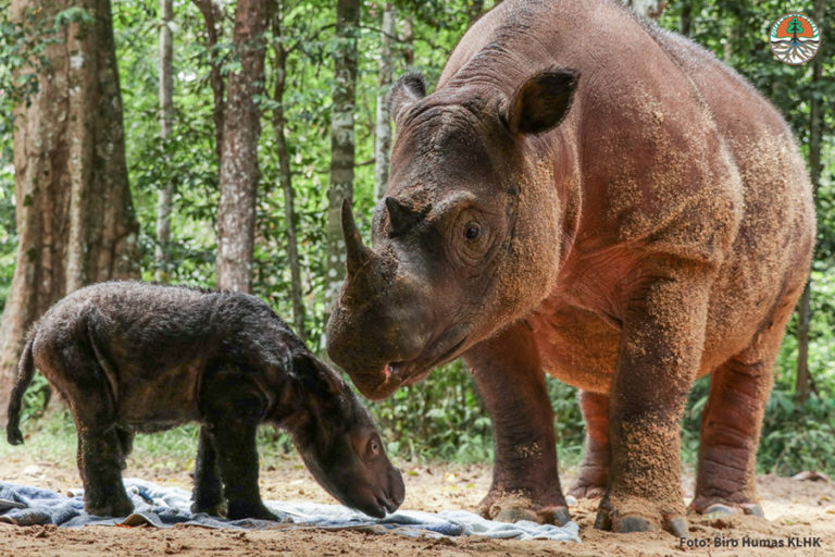 8x Keguguran, Rosa Melahirkan Anak badak Pertamanya