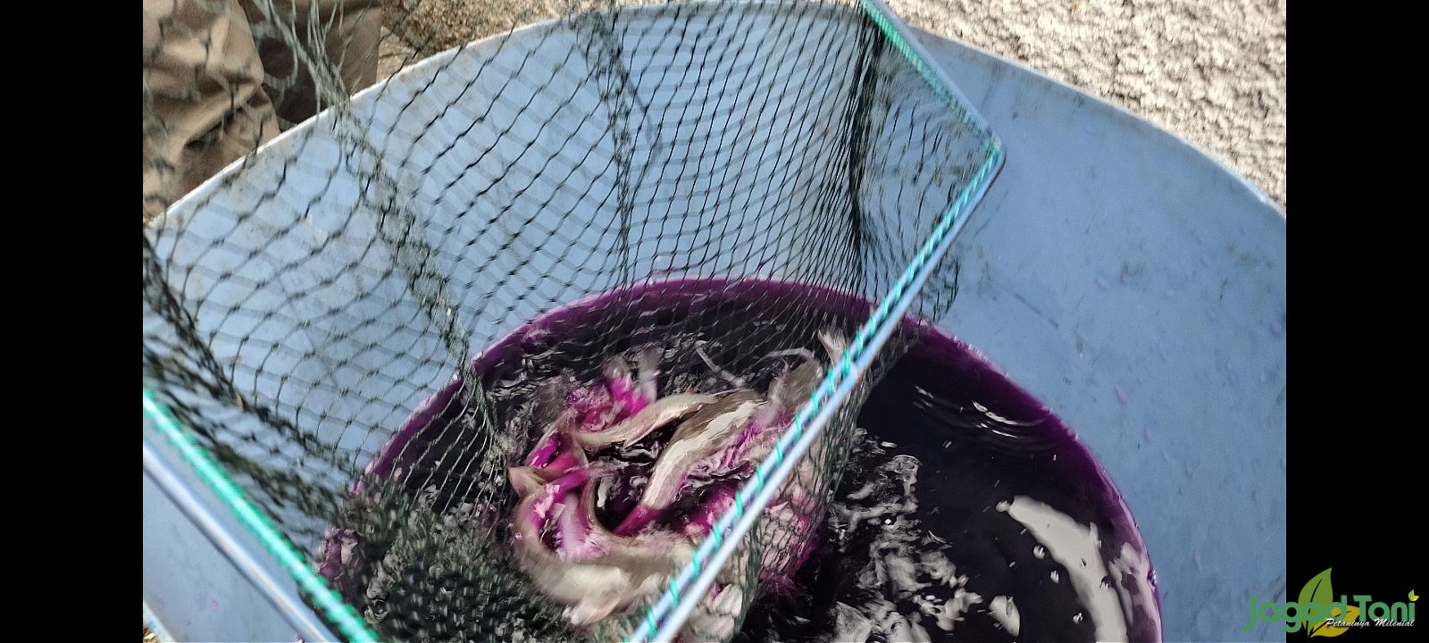 Atasi Aeromonas ikan Lele