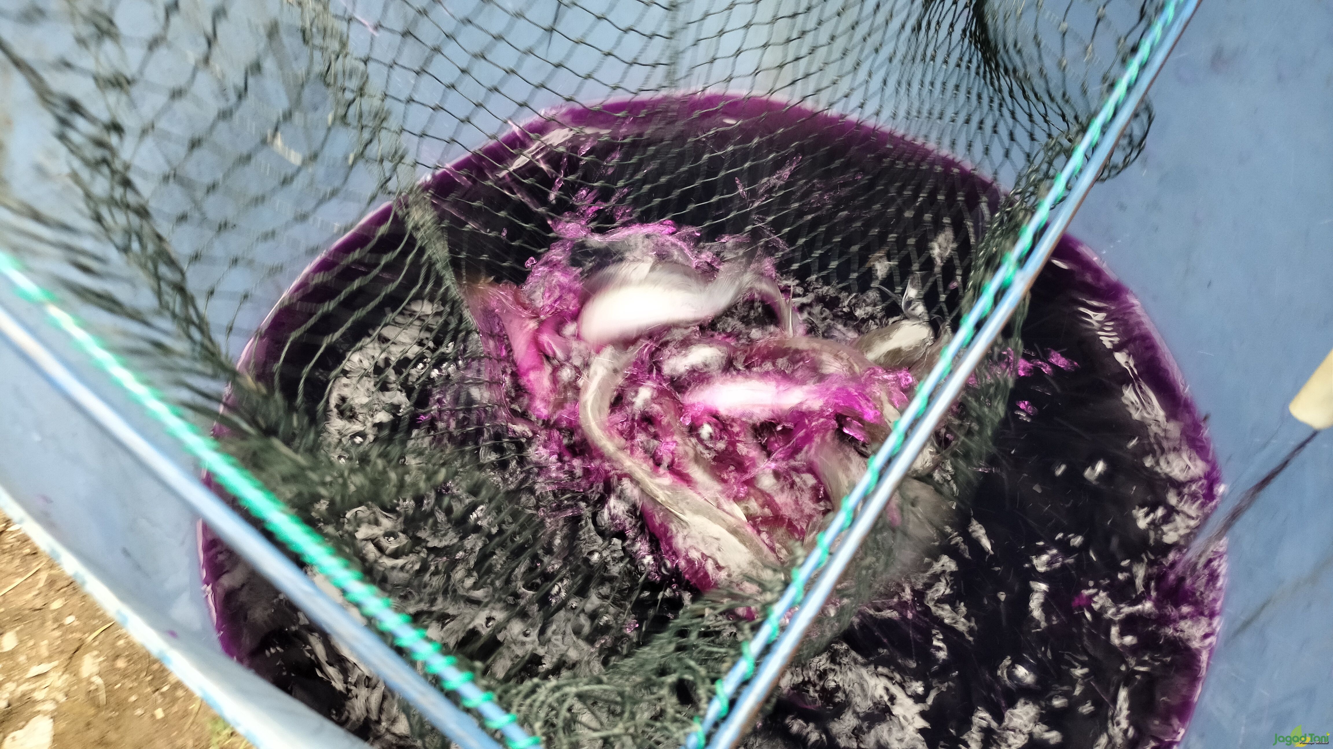 Atasi Aeromonas ikan Lele