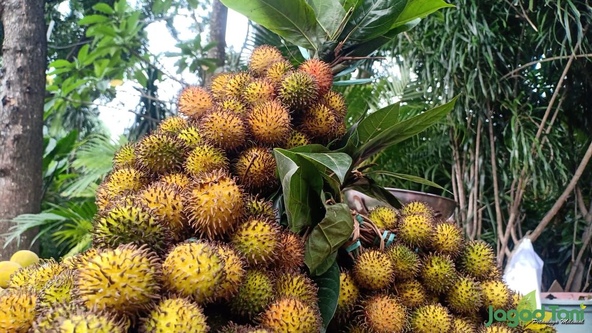 Mengetahui Ciri khas Rambutan Rapiah