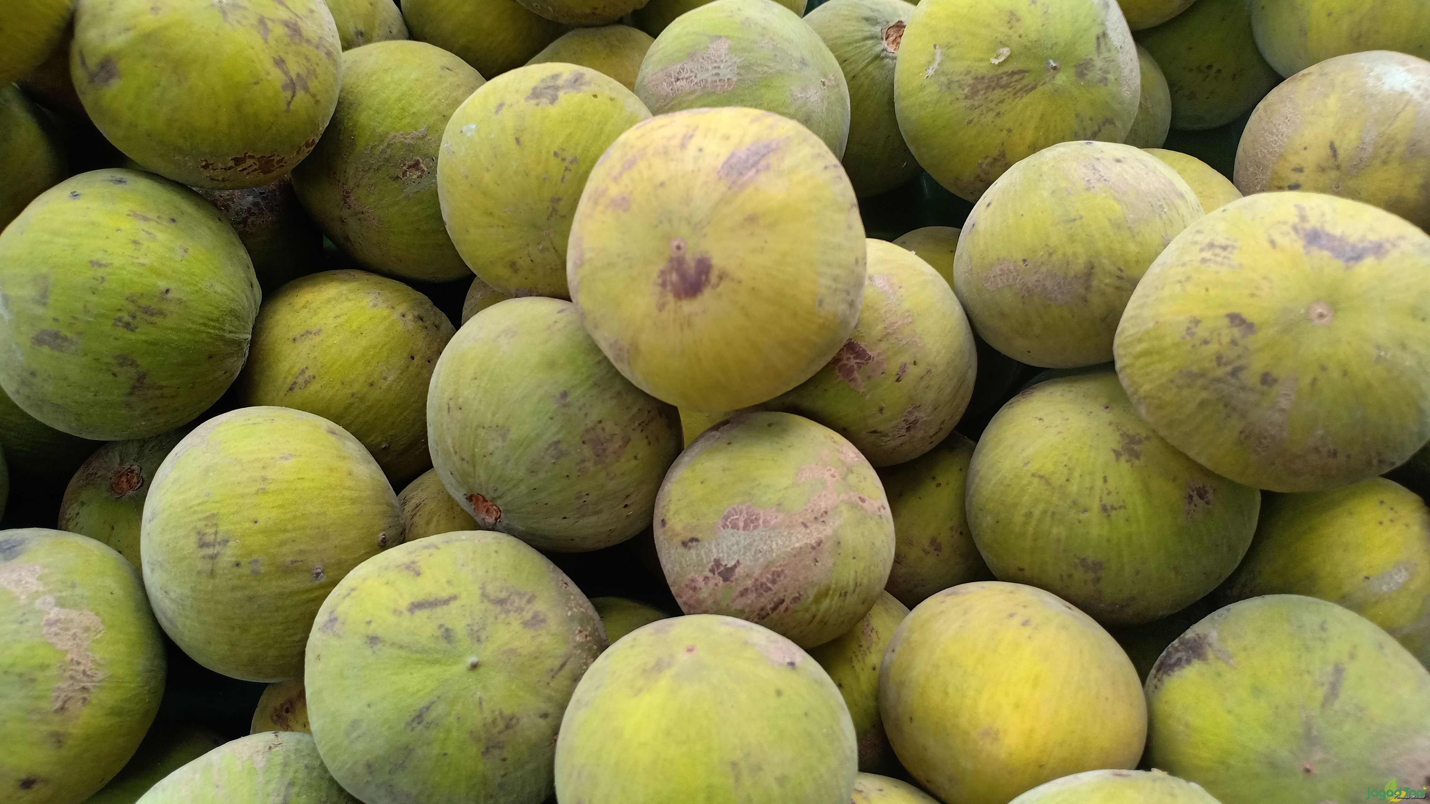 Buah kecapi
