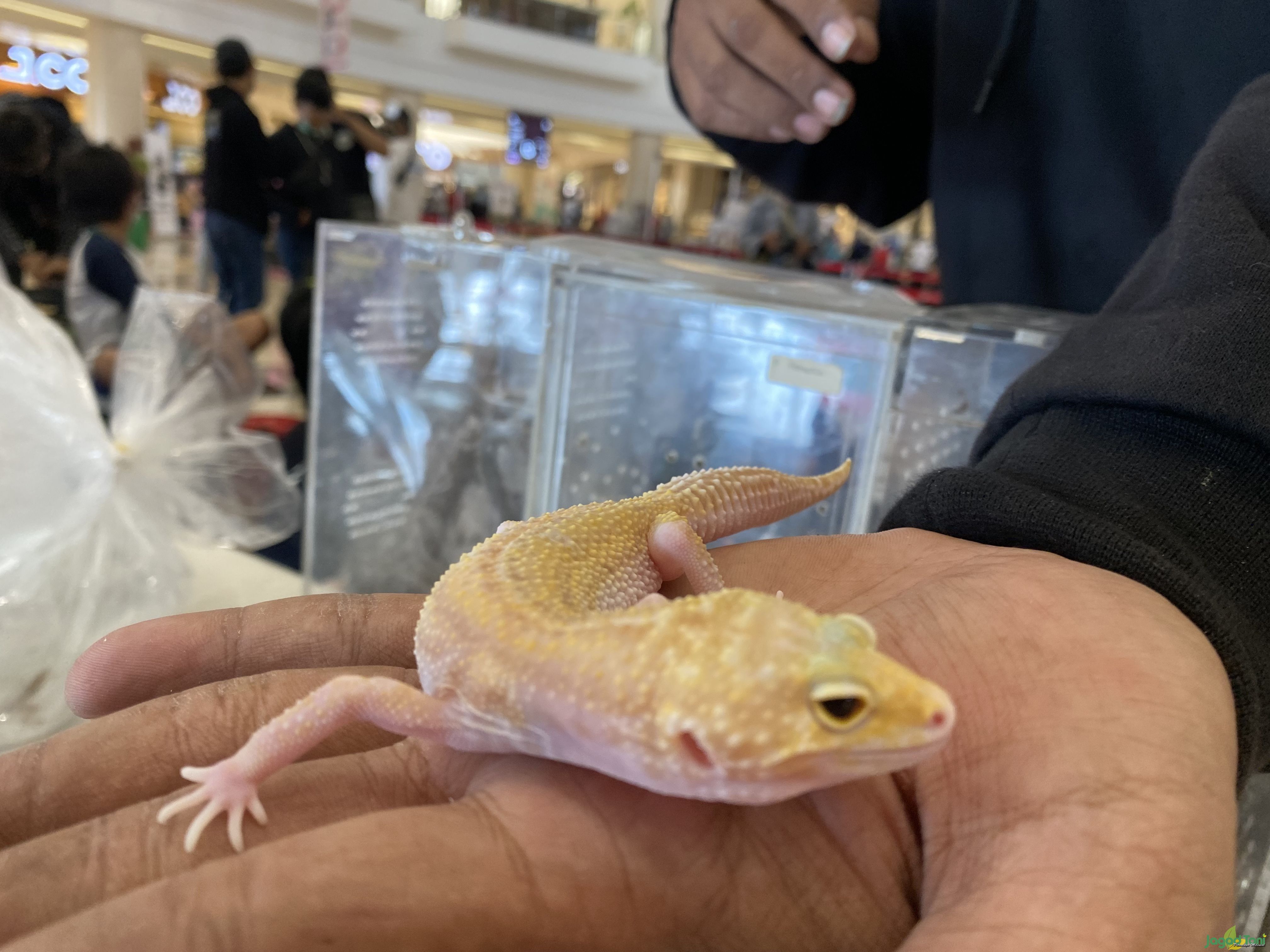Mengenal Leopard Gecko Rainwater Albino