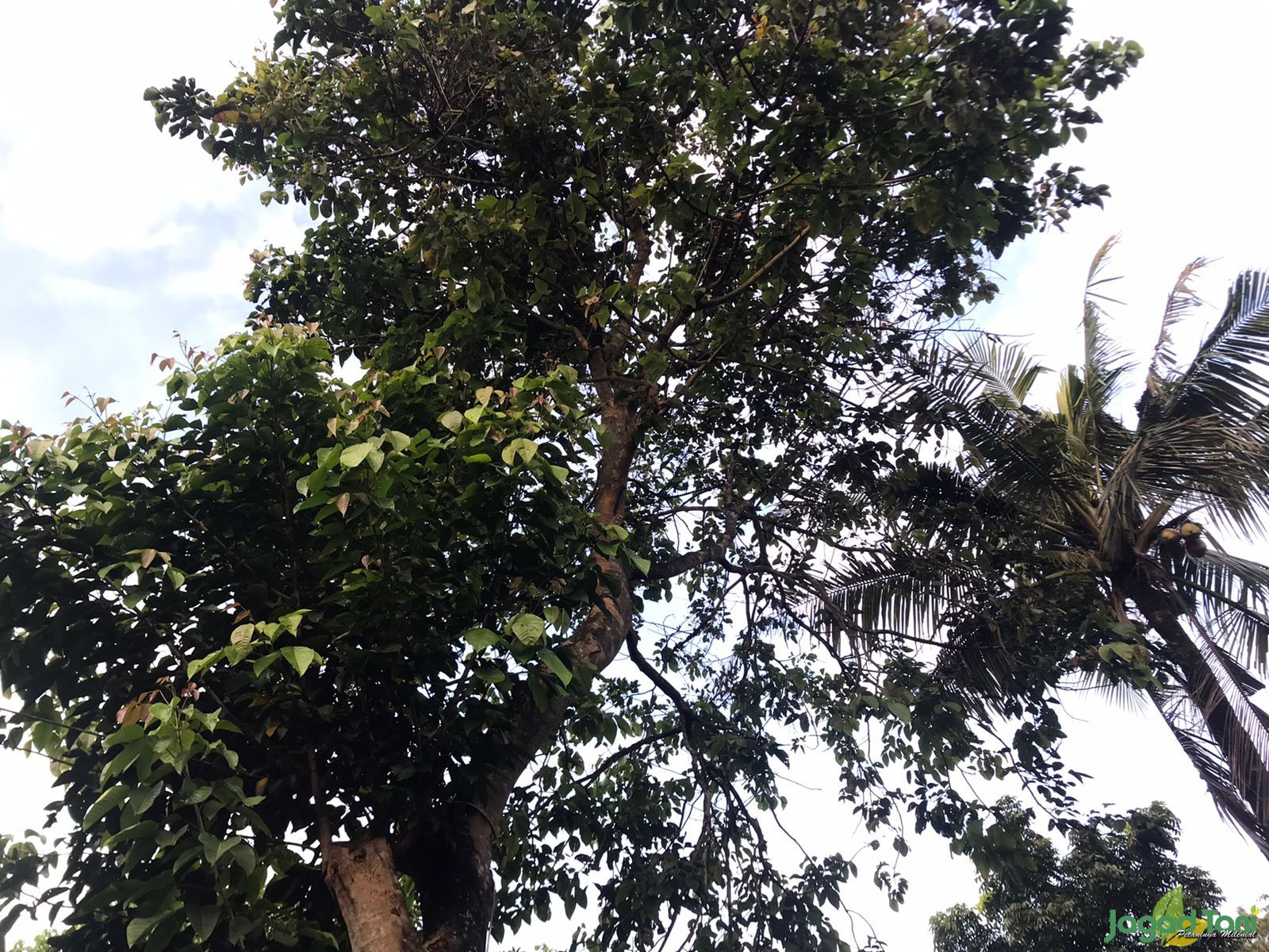 Pohon kecapi