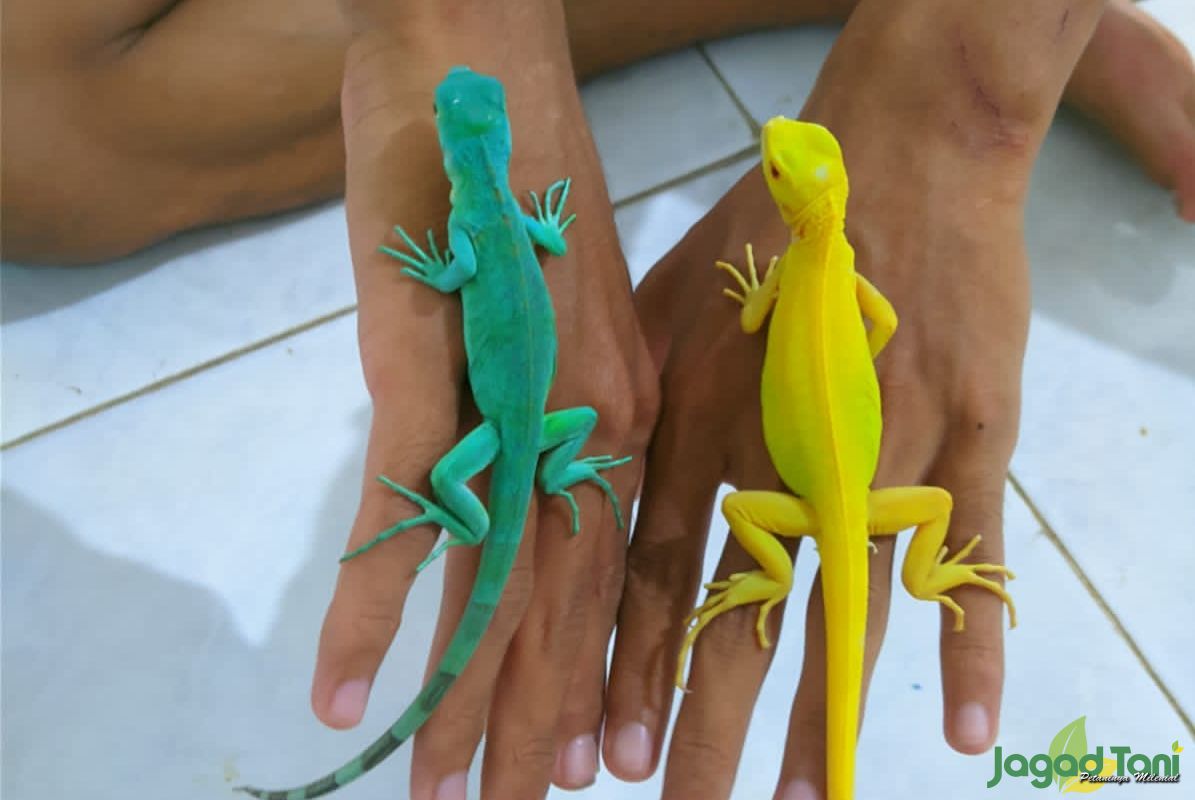 Mengetahui Jenis Iguana Untuk Pemula
