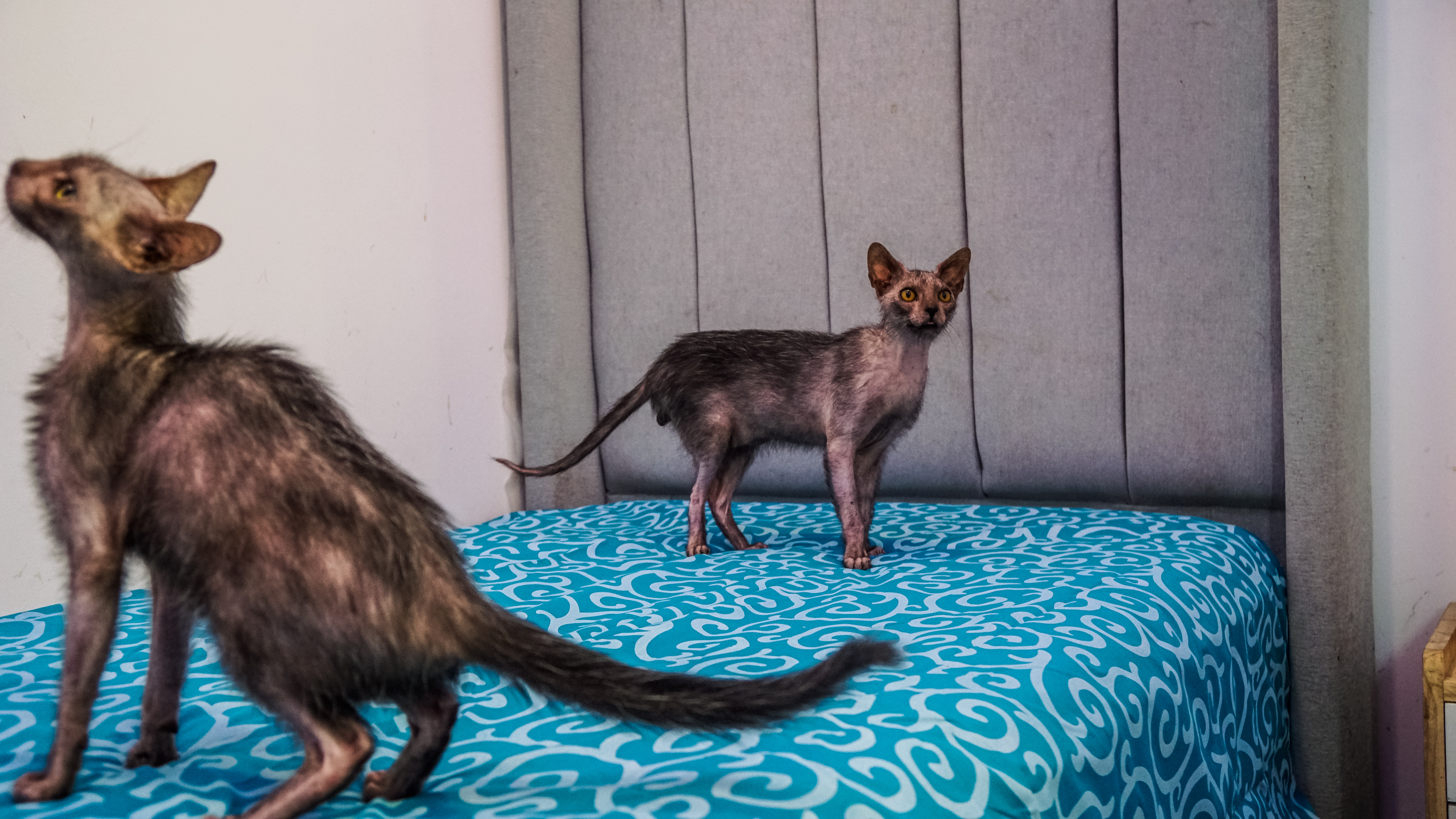 Kucing Lykoi - Menyambangi Surga Hewan Unik di Timur Jakarta