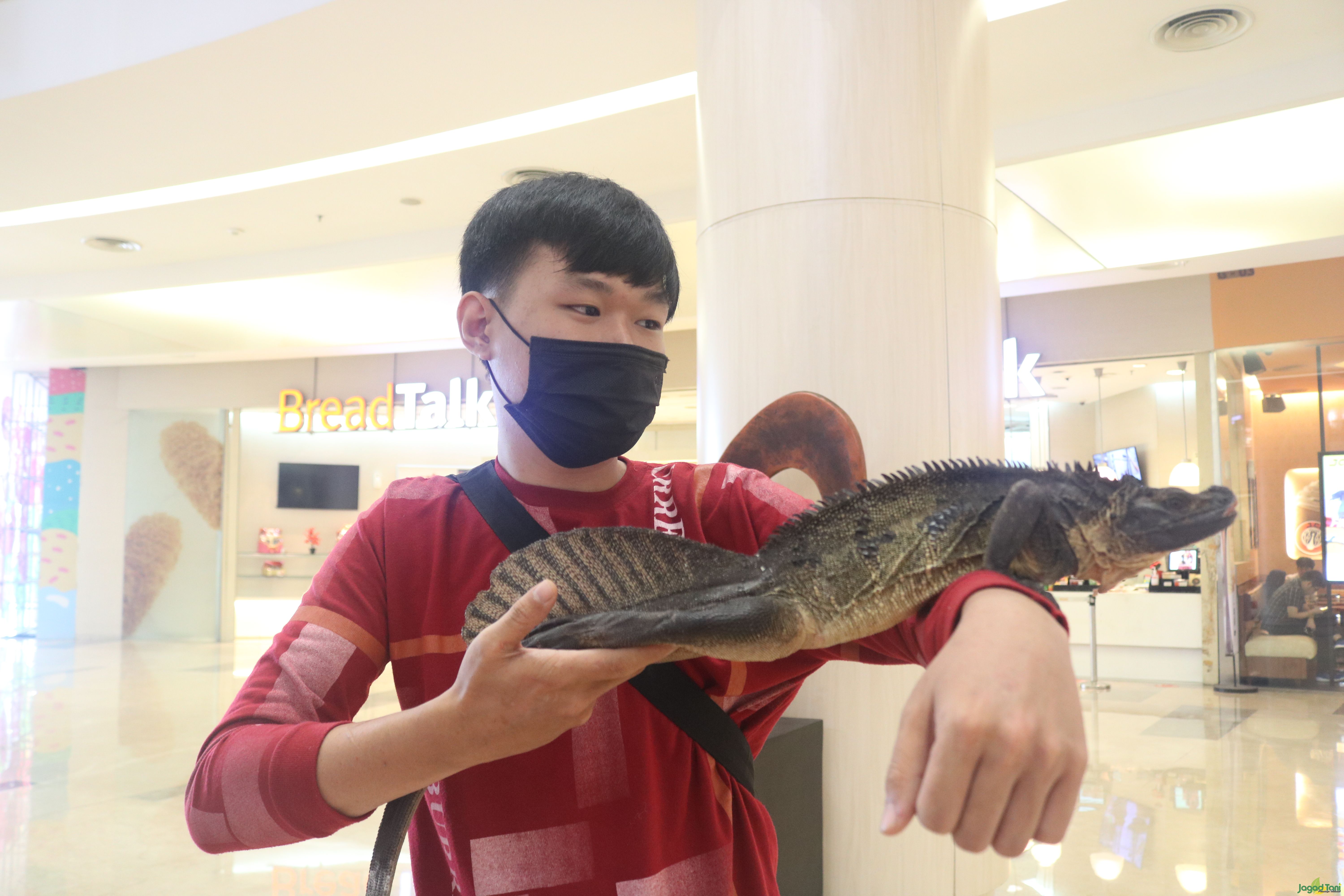 Soa Layar, Dinosaurus hidup