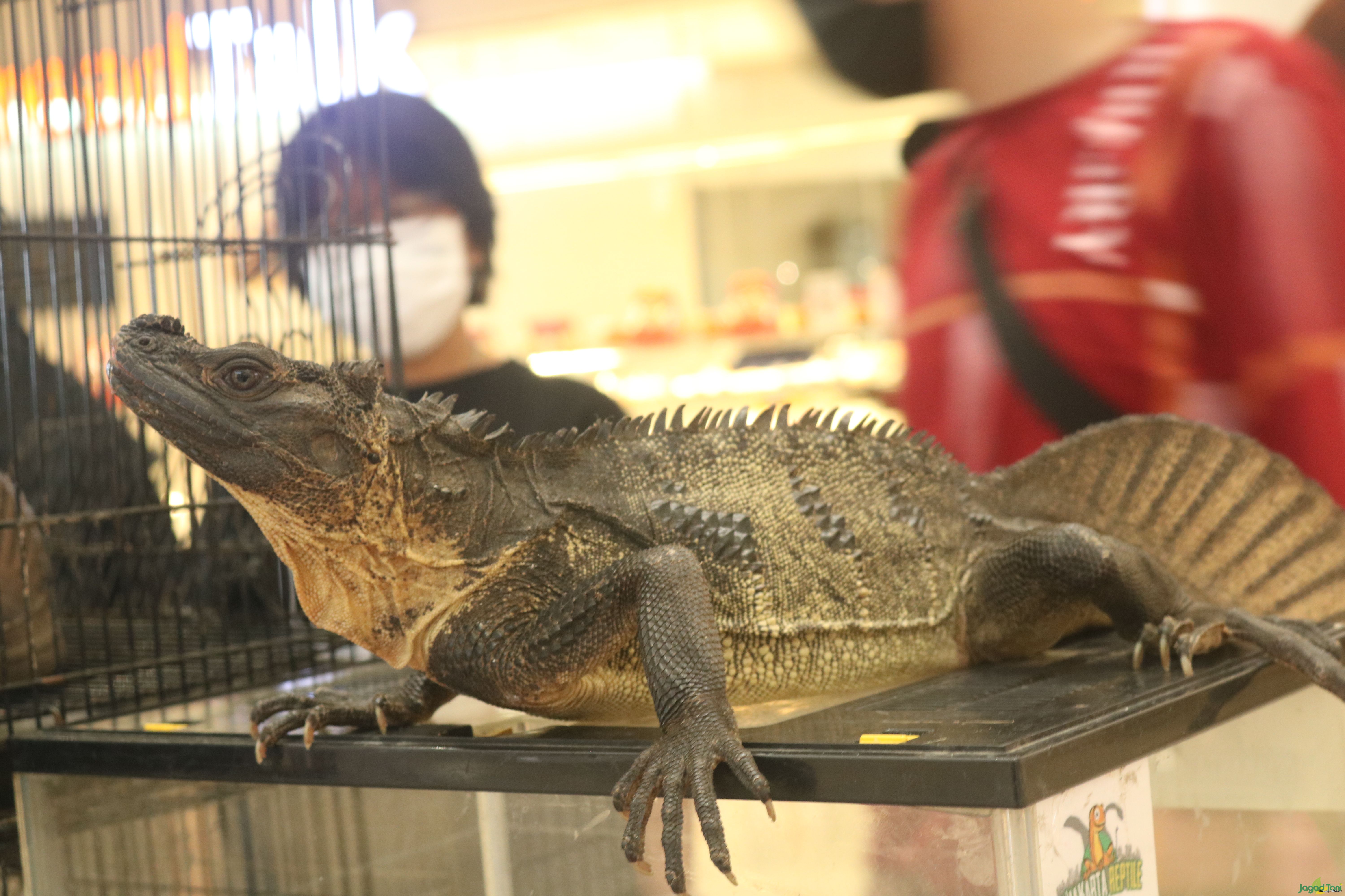 Soa Layar, Dinosaurus hidup
