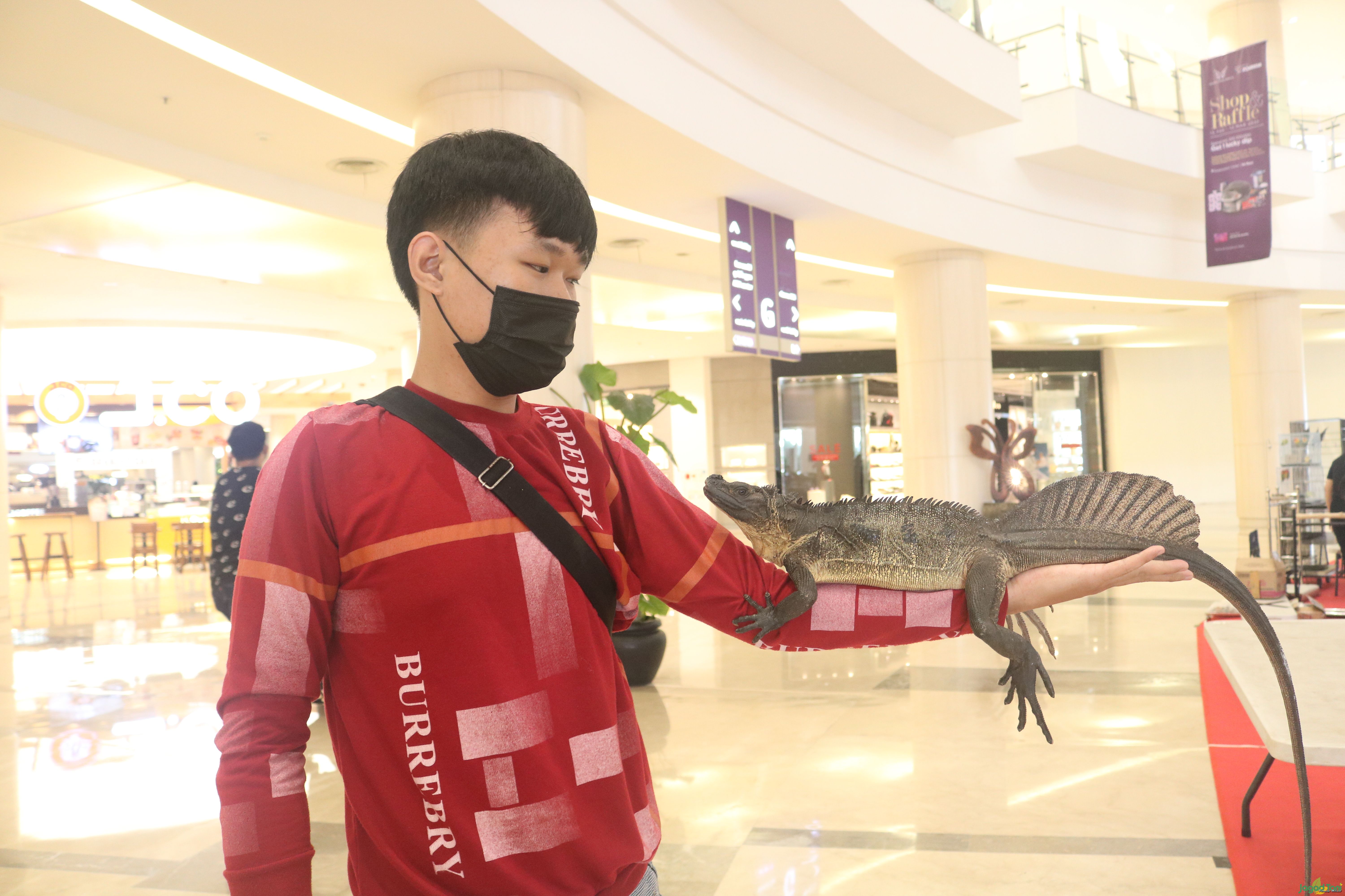 Soa Layar, Dinosaurus hidup