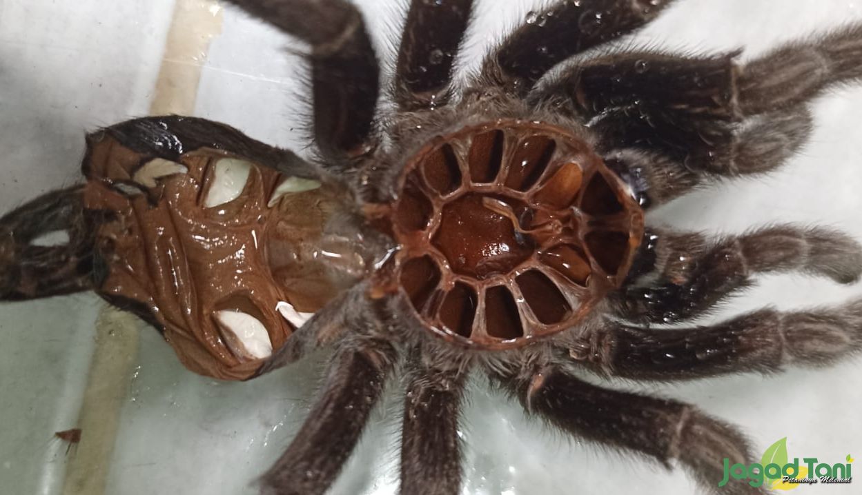 Kulit Molt Gramostola