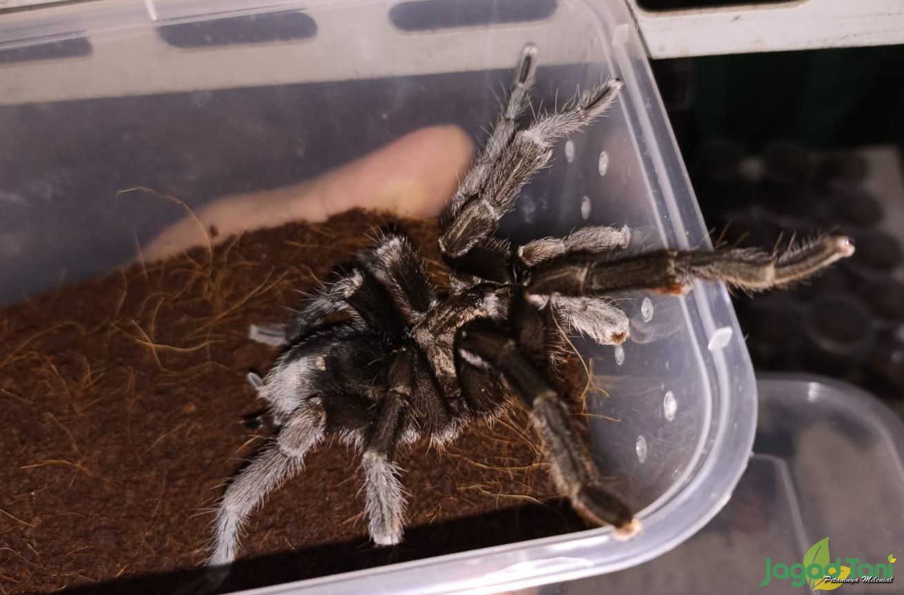 Tarantula jantan