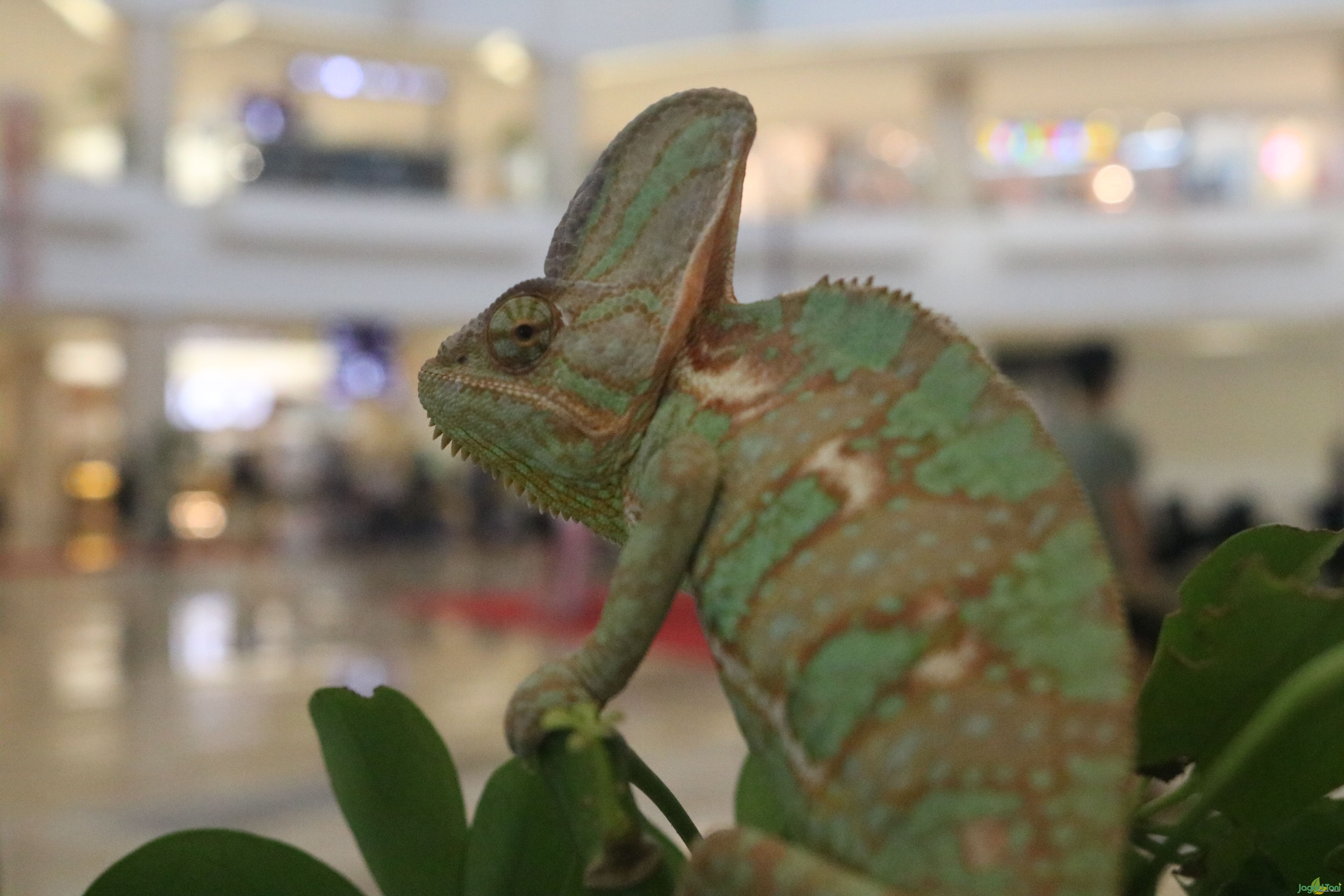 Veiled Chameleon Si Reptil Berkerudung