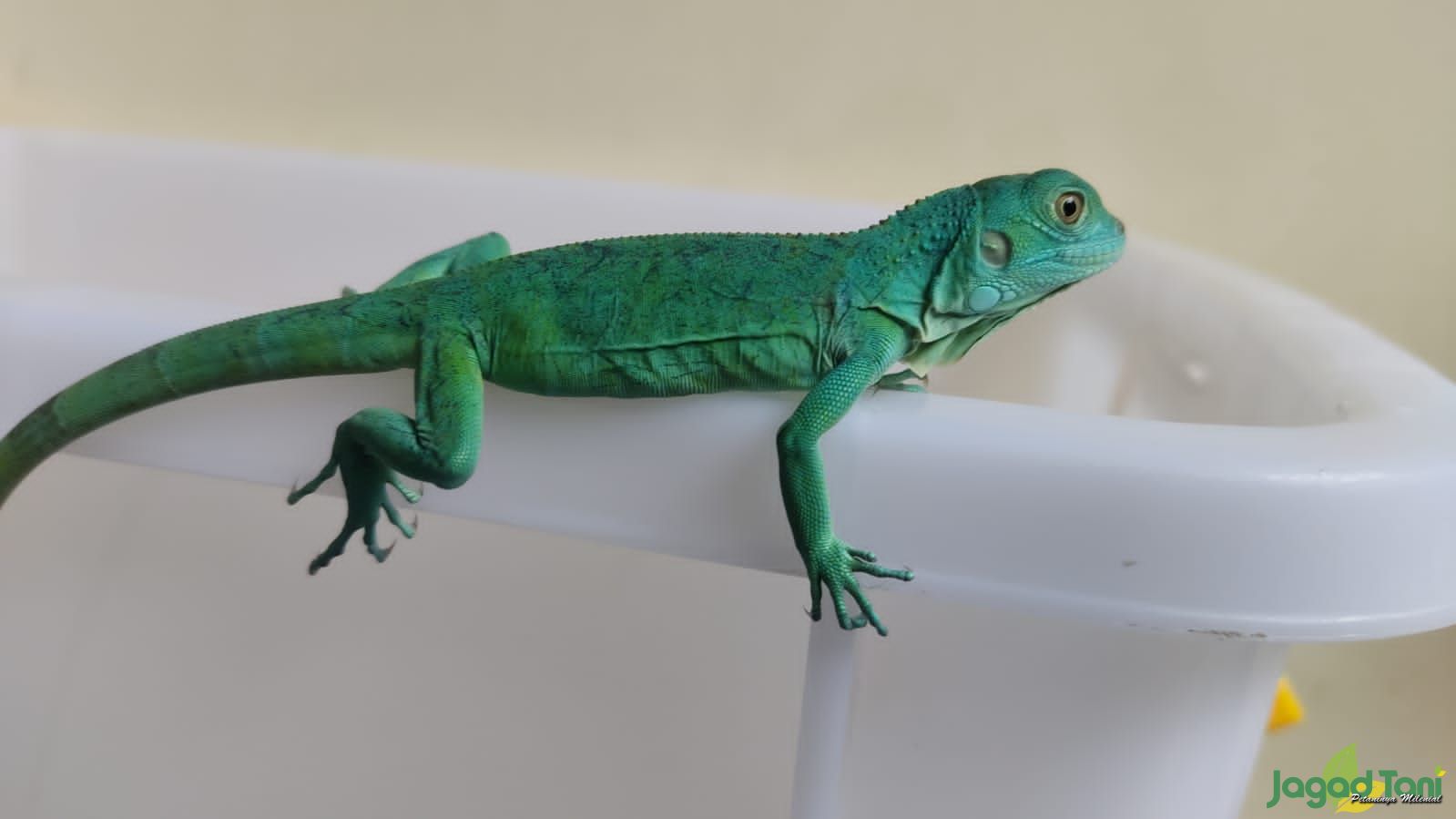 3 Jenis Iguana Dengan Warna Terunik