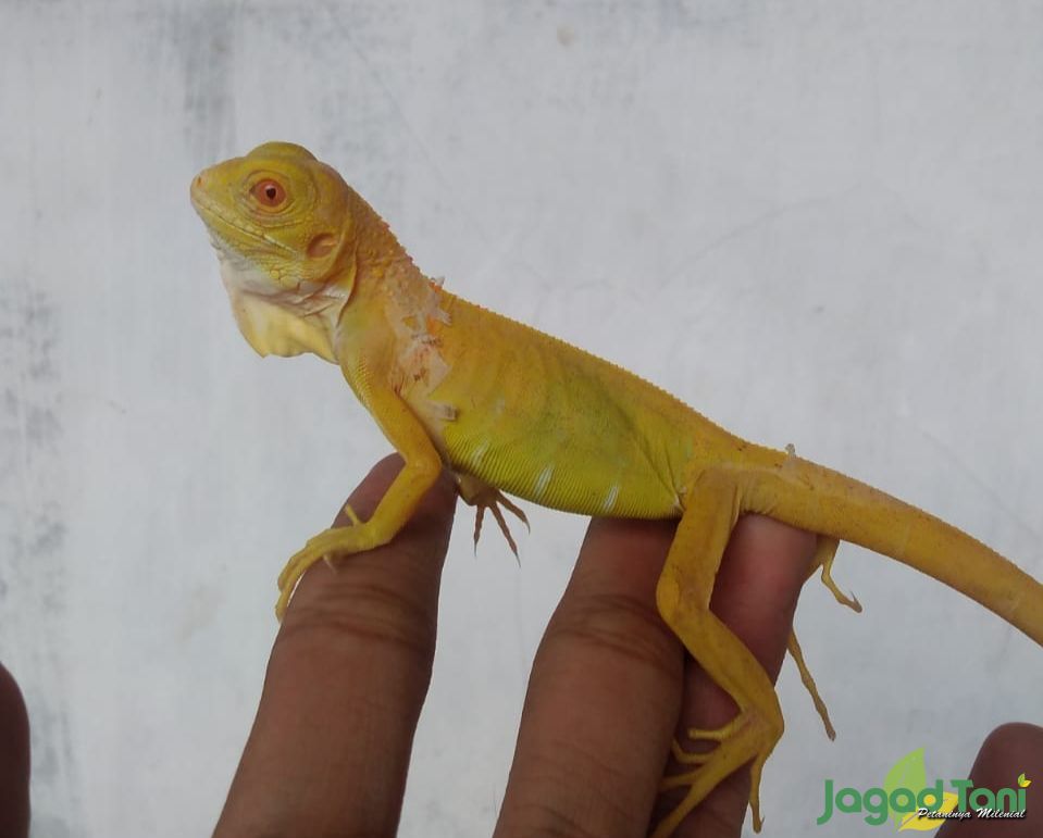 3 Jenis Iguana Dengan Warna Terunik
