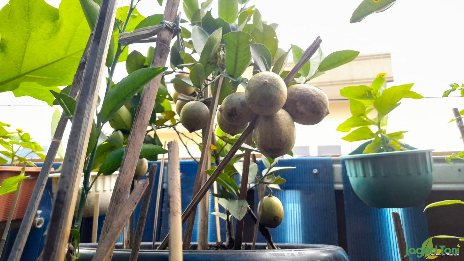 Memetik Lemon dari Pohon 'Kerdil'