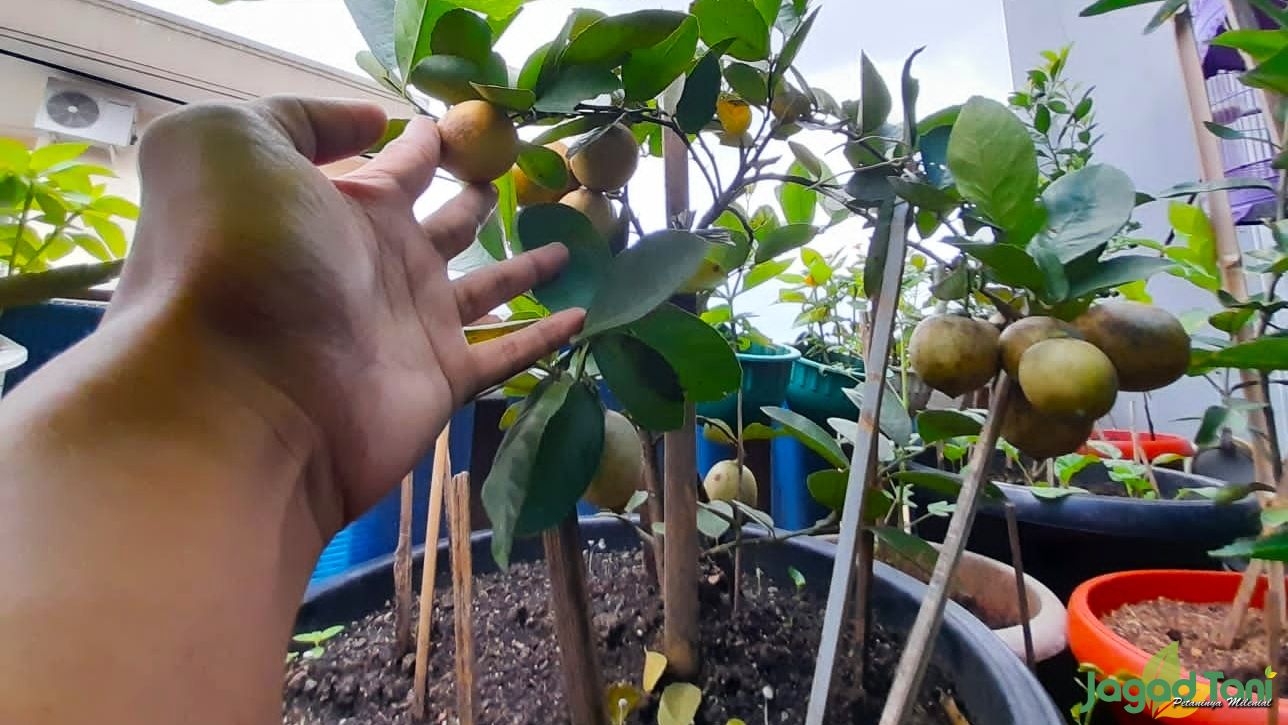 Memetik Lemon dari Pohon 'Kerdil'