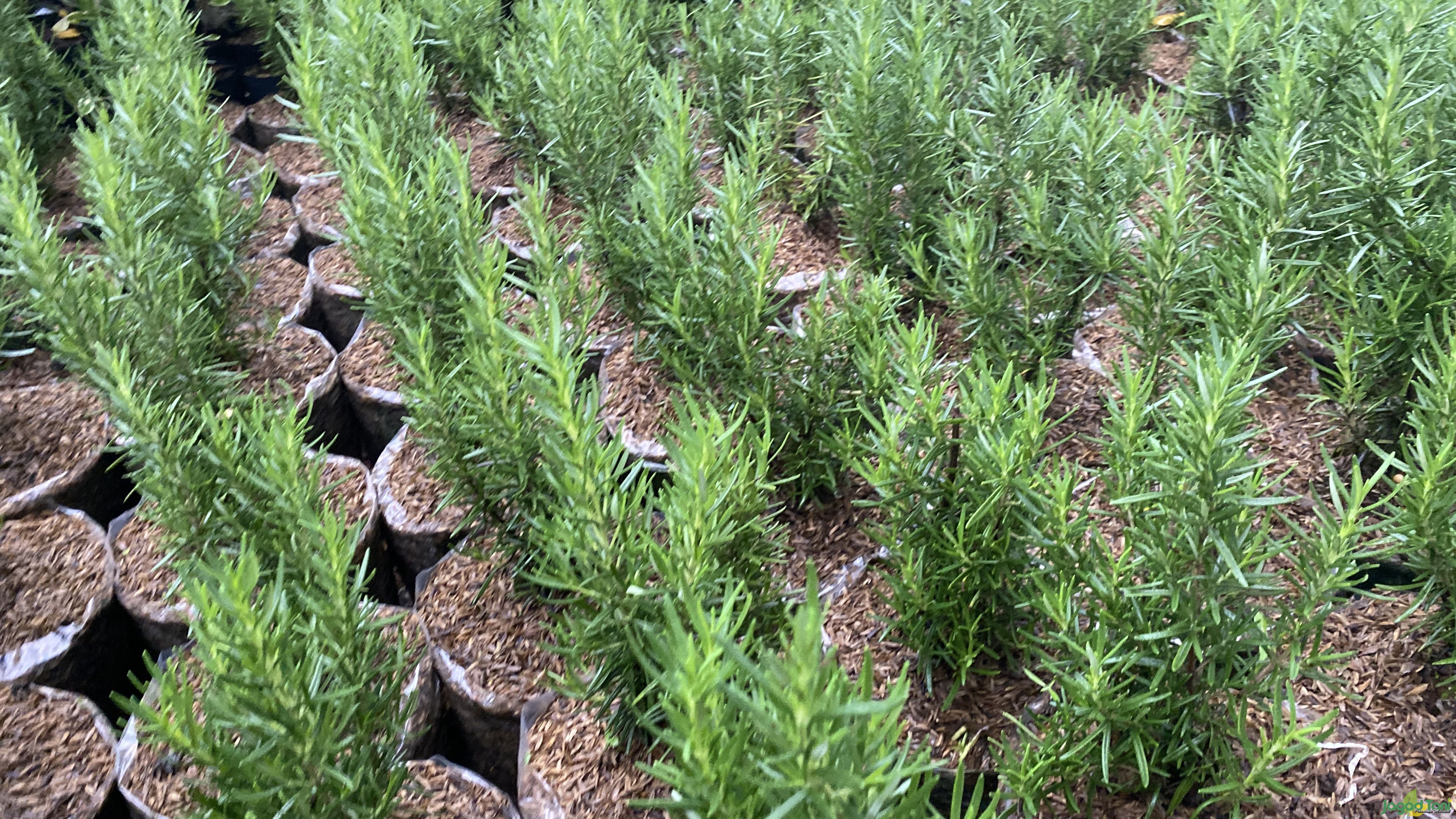 Ini Manfaat Daun Rosemary