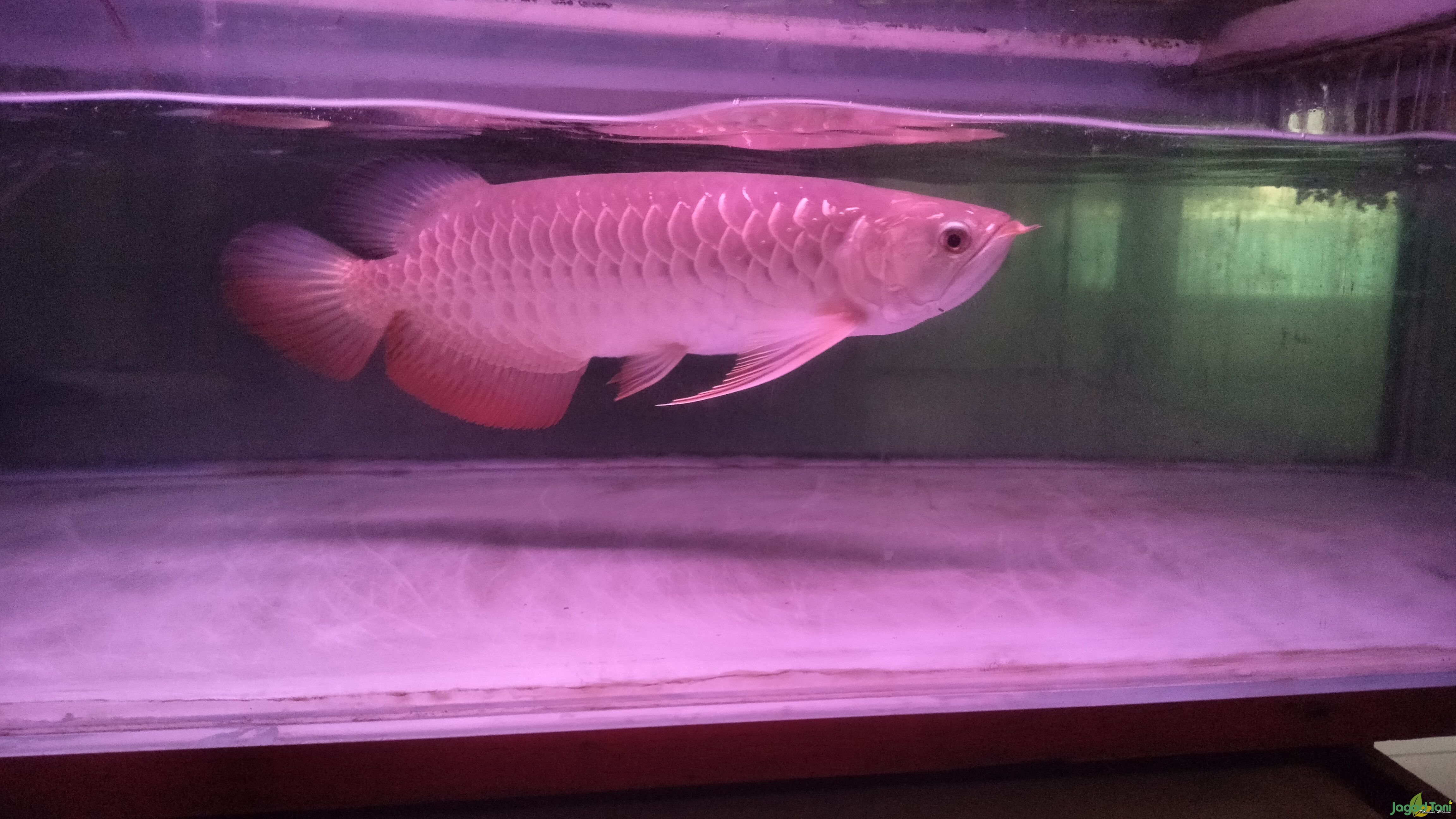 Arwana Citra Ikan Hias Indonesia 