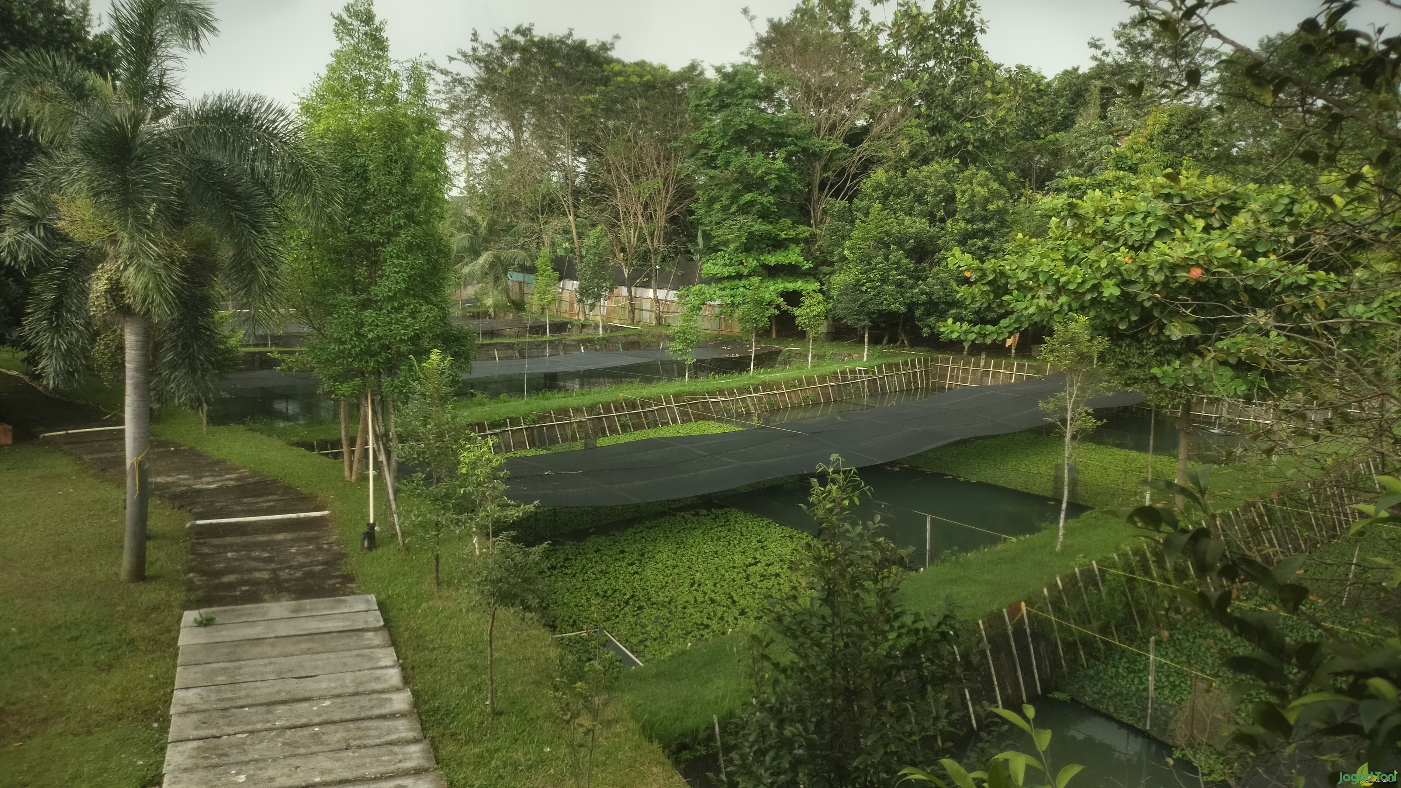 Arwana Citra Ikan Hias Indonesia 