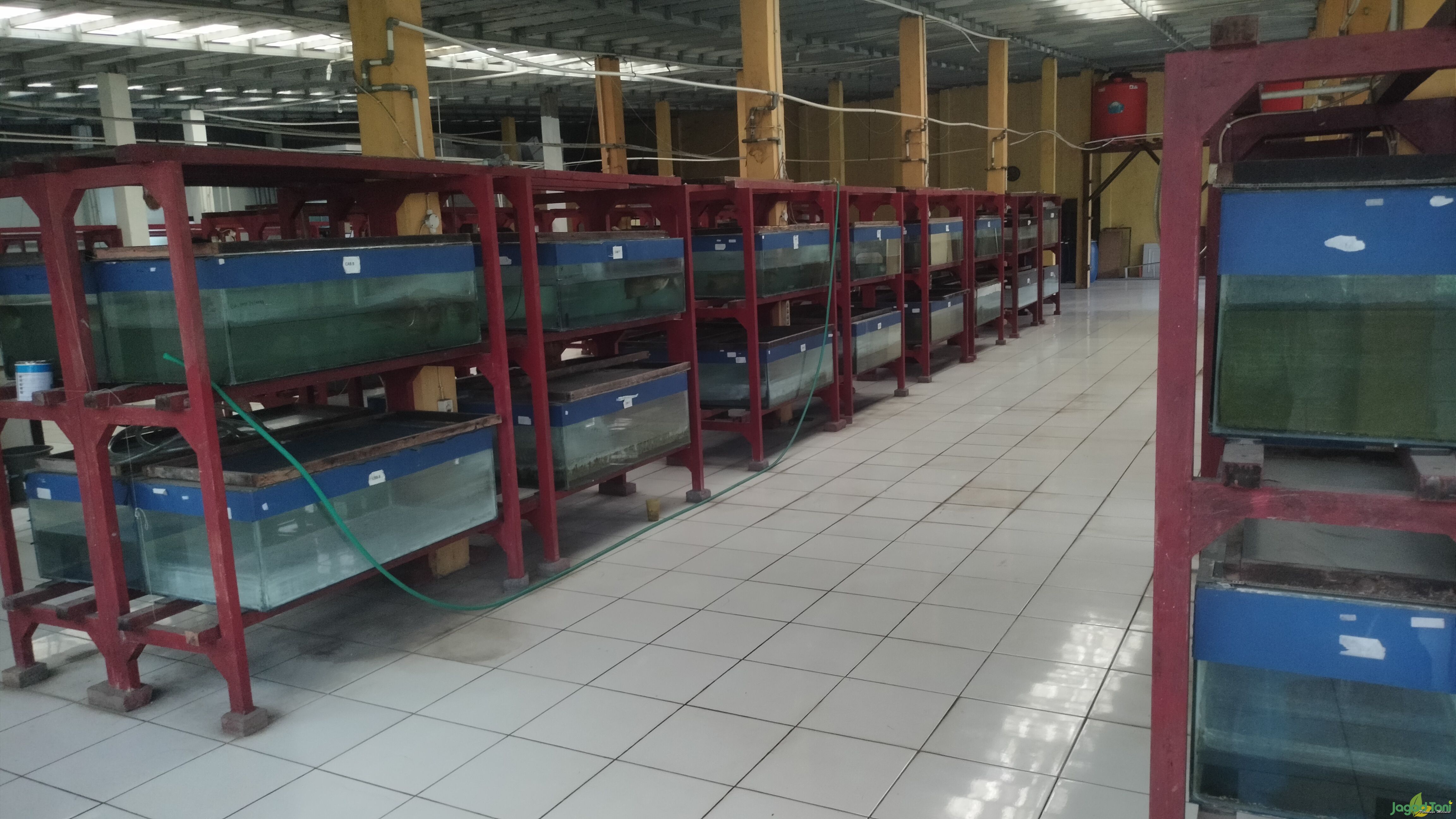 Arwana Citra Ikan Hias Indonesia 