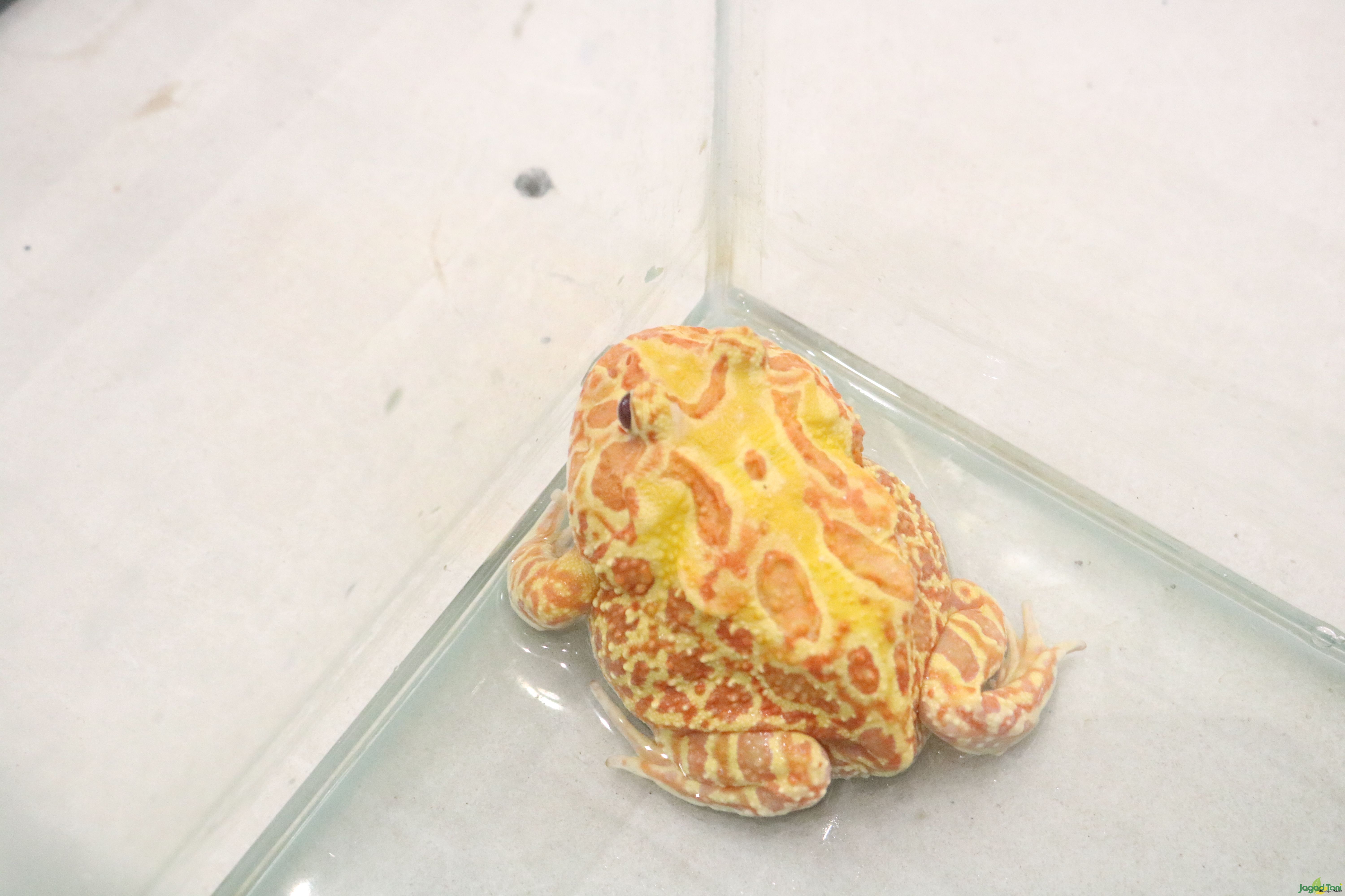 Cara Mudah Merawat Katak Pacman