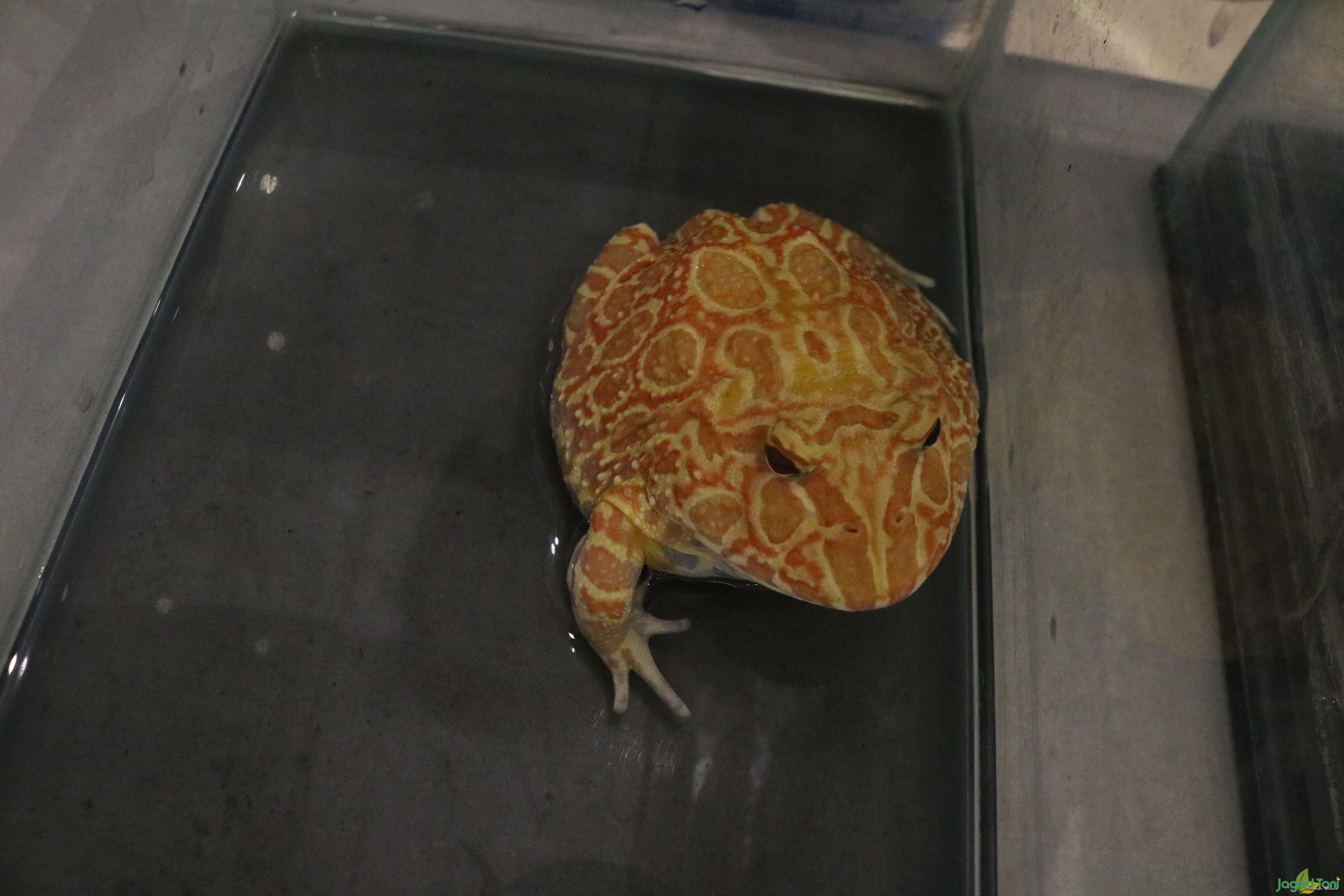 Katak Pacman 