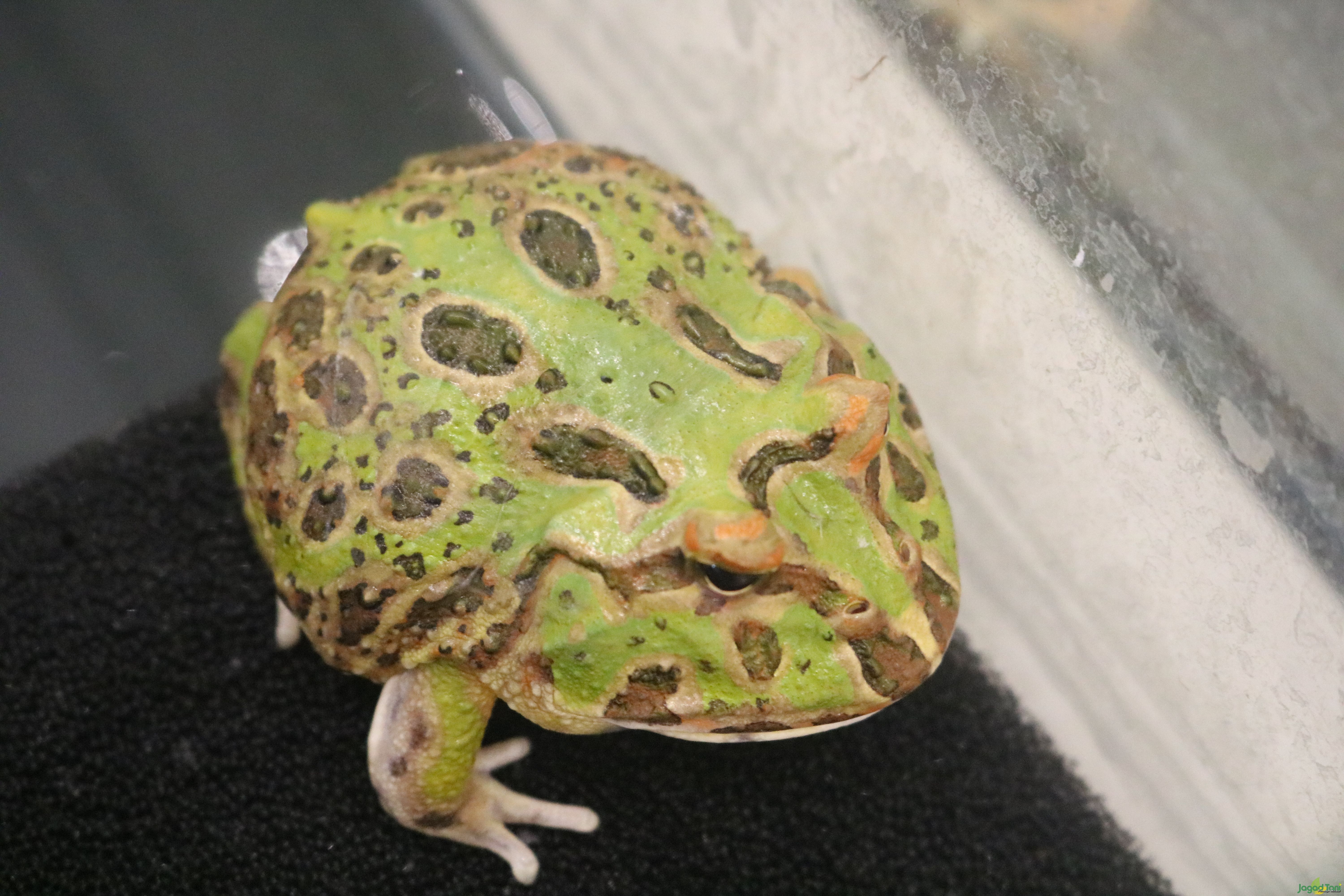 Katak Pacman 