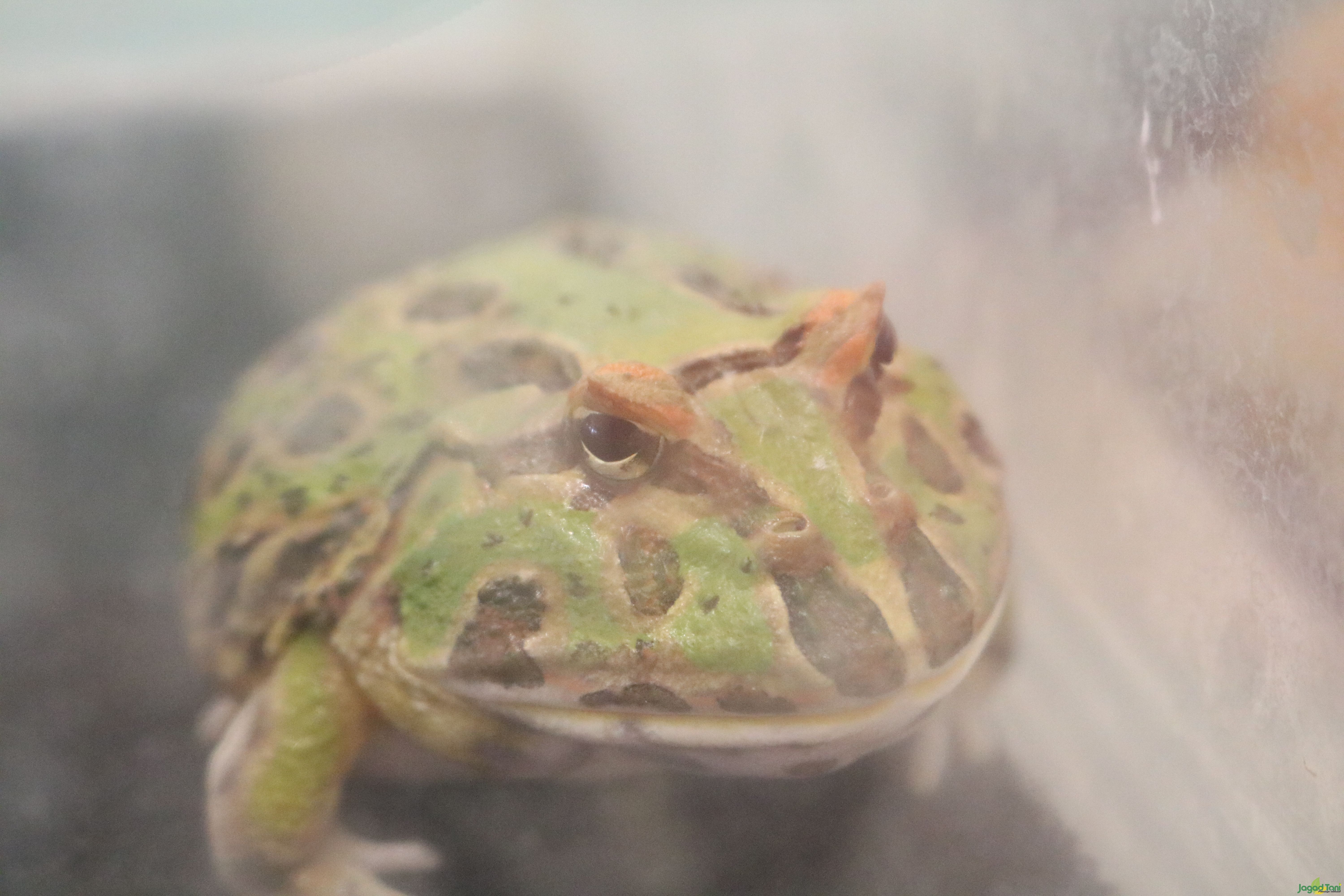 Katak Pacman 