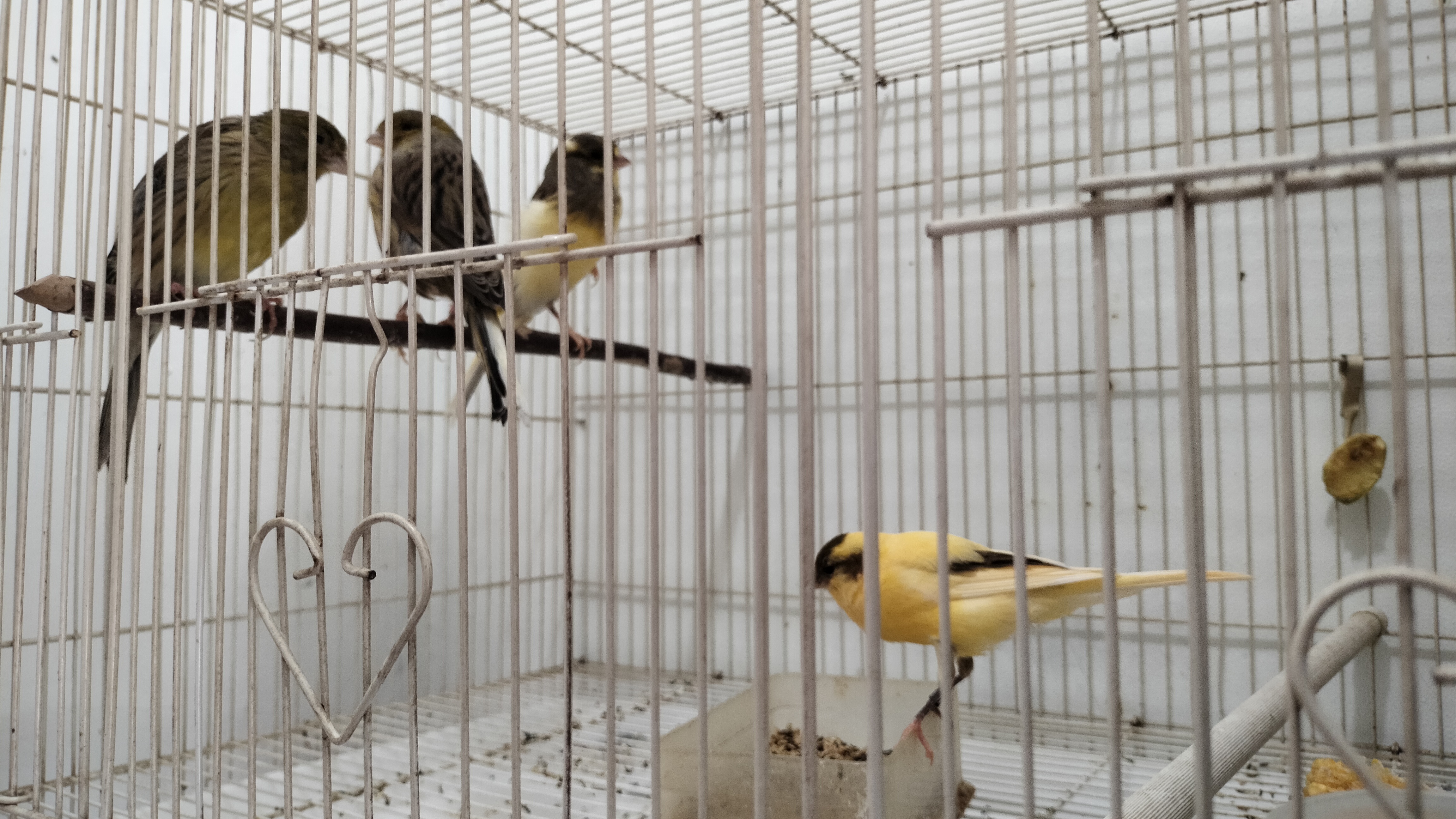 Memilih Indukan Burung Kenari Layak Diternak