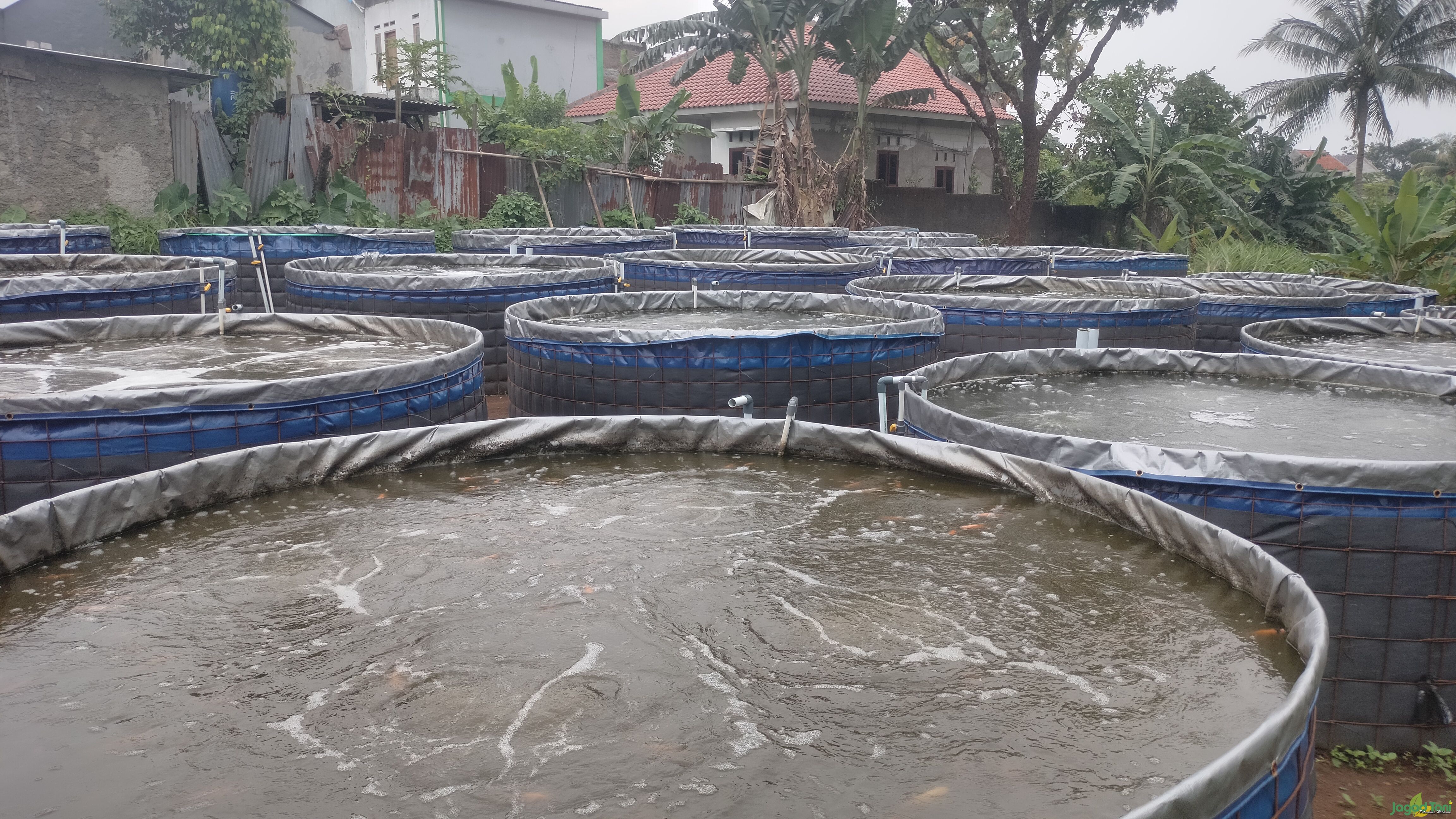 Wajib Tahu! Sebelum Pelet Diberi ke Nila Merah