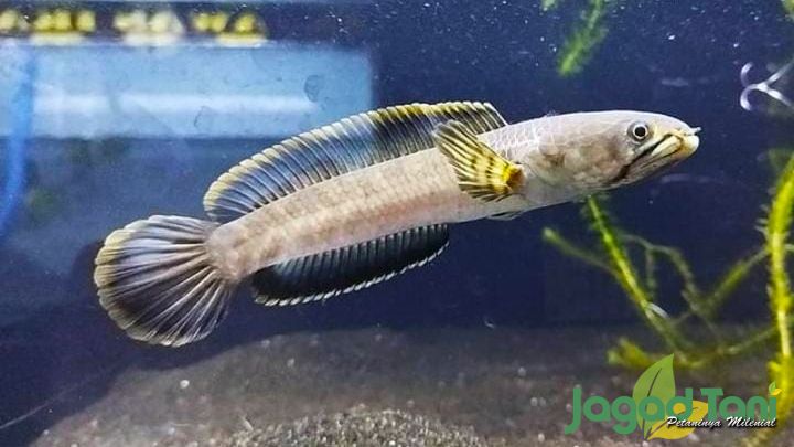Channa Limbata Tak 'Mojok' di Tempat Baru
