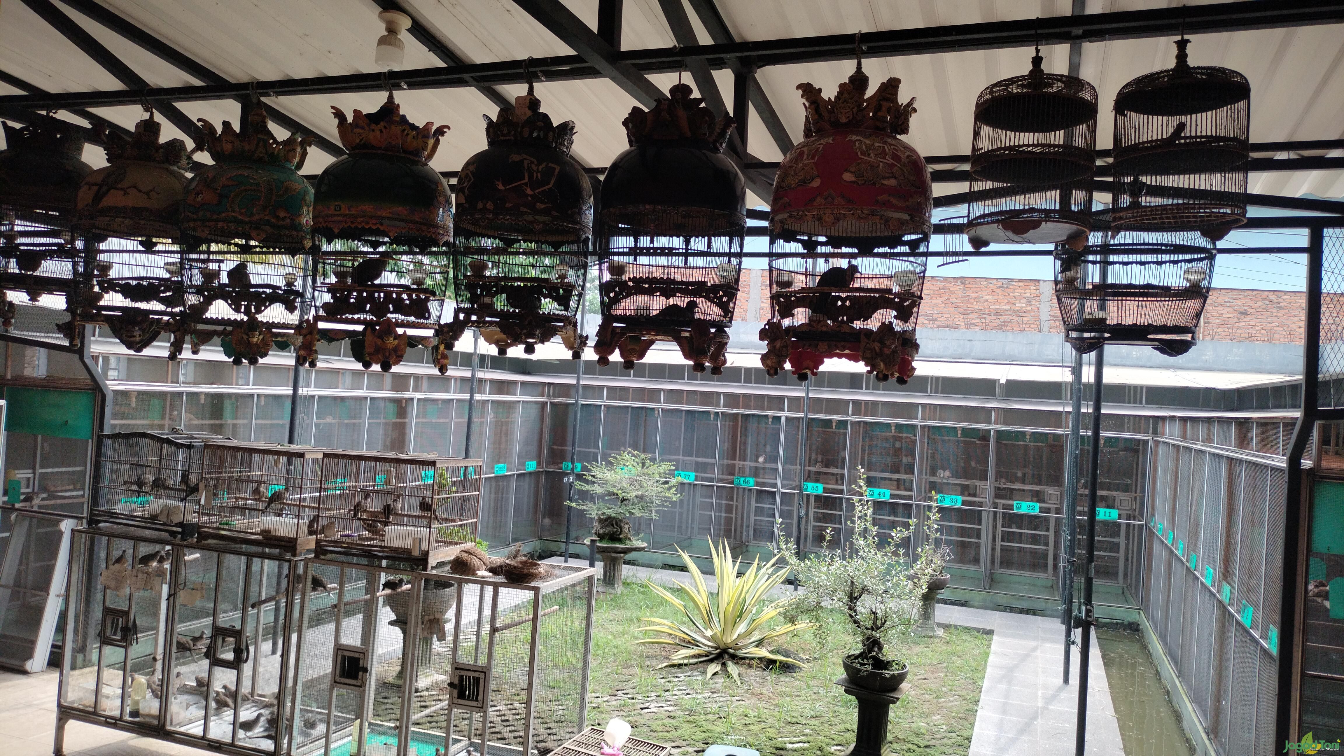 24tahun WI Bird Farm Hasilkan Perkutut Berkualitas