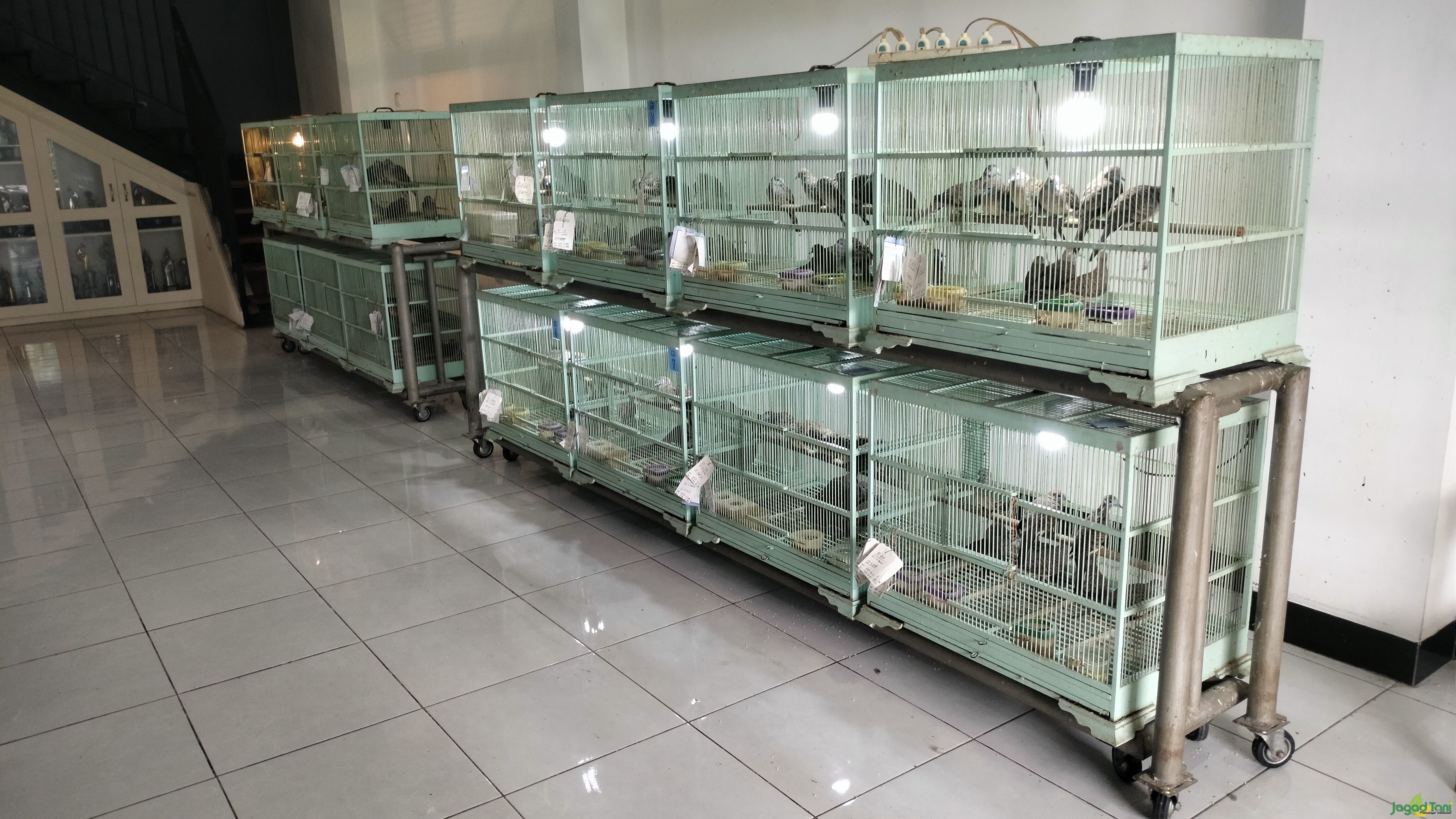 24tahun WI Bird Farm Hasilkan Perkutut Berkualitas