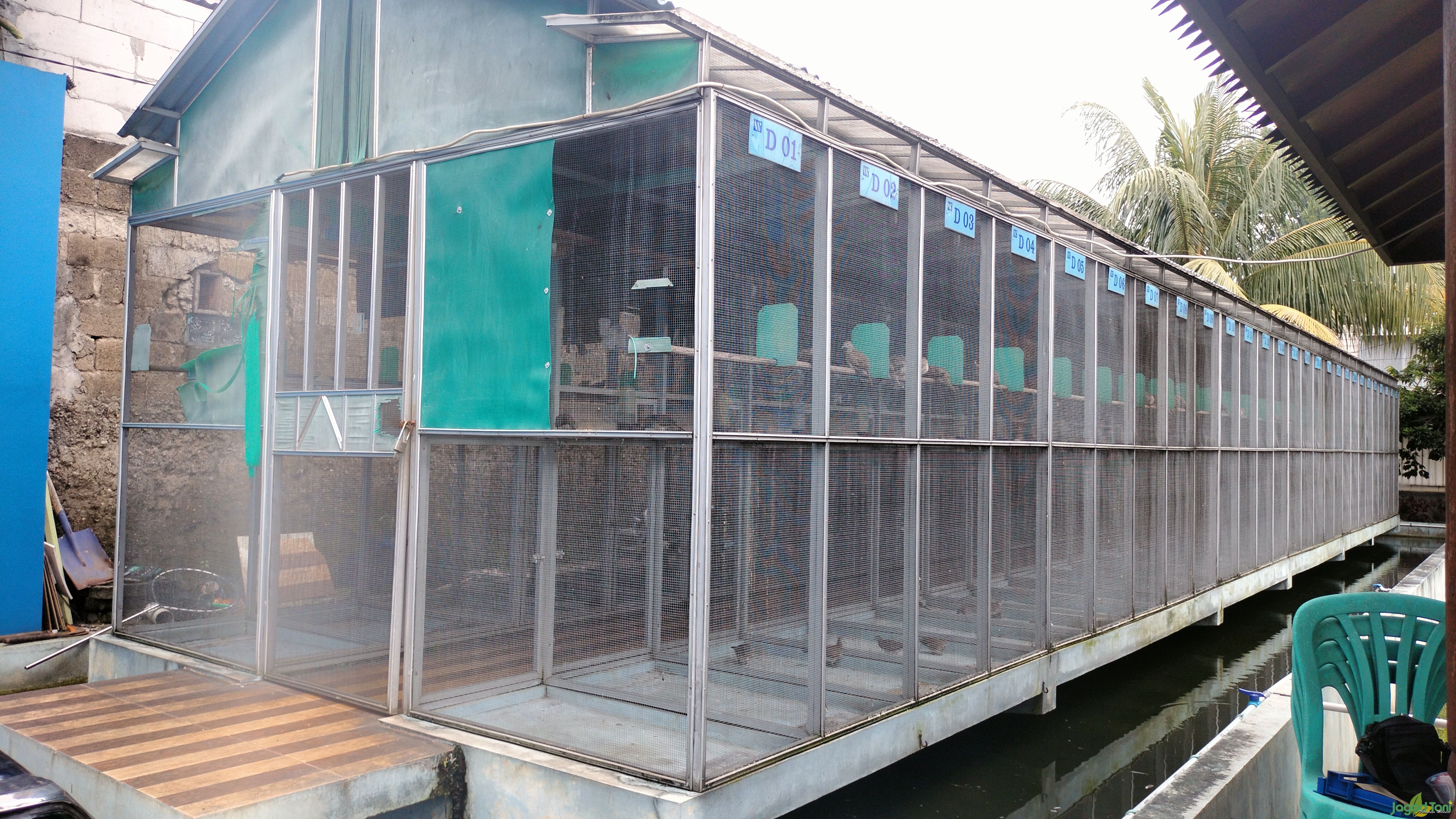 24tahun WI Bird Farm Hasilkan Perkutut Berkualitas