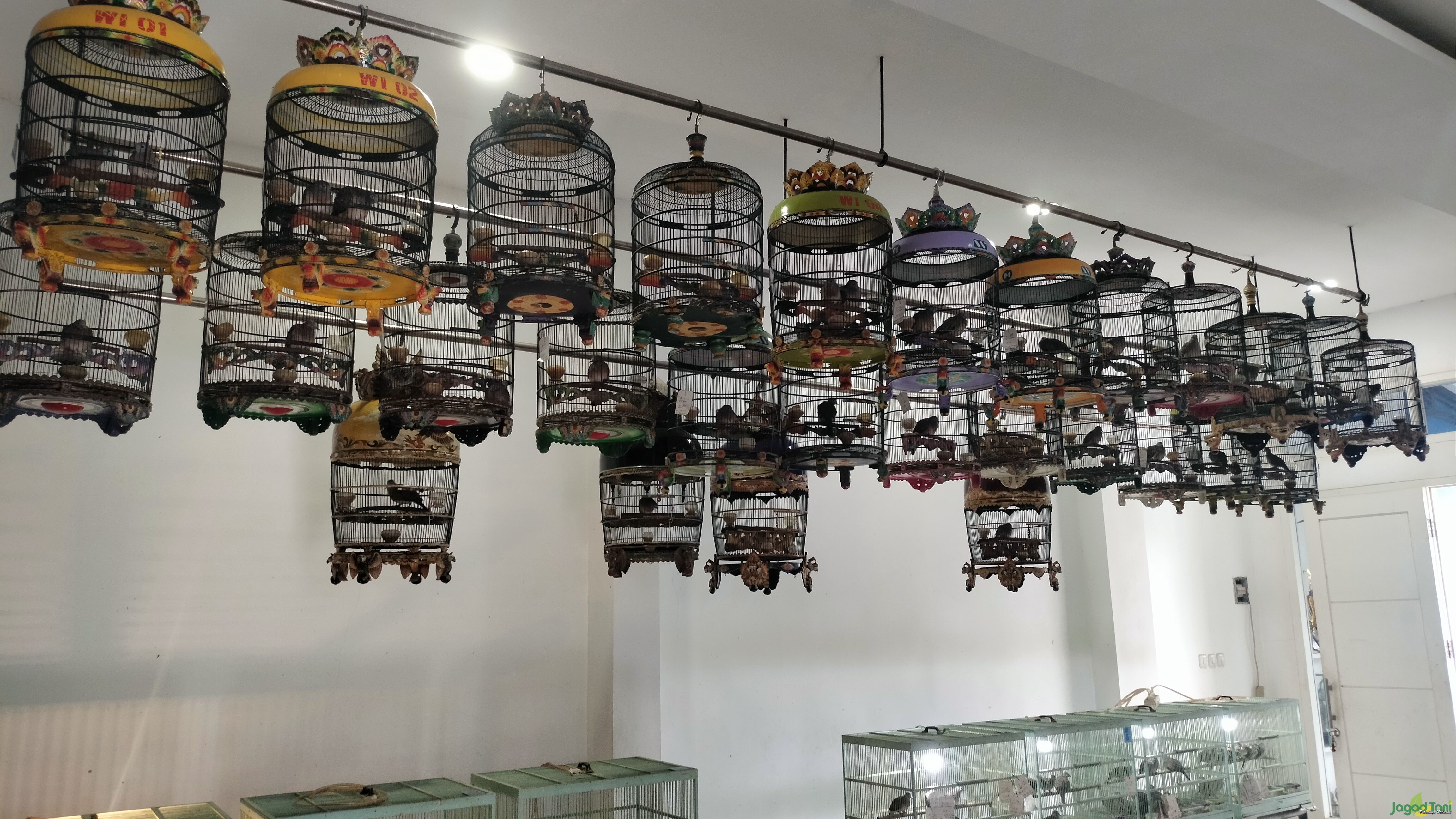 24tahun WI Bird Farm Hasilkan Perkutut Berkualitas