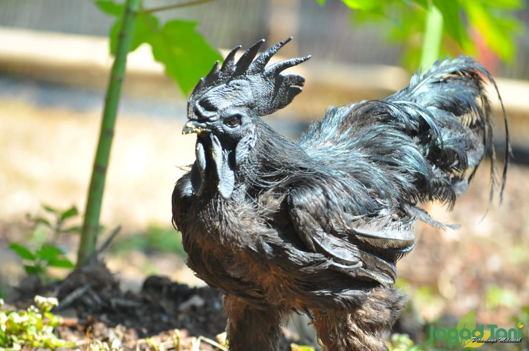 Ayam Cemani, Si Hitam Bernilai Tinggi