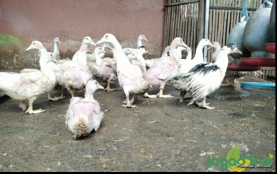 uploads/gallery/2022/06/ds-entok-s-farm-6000188e81d4fa1_cover_400.jpg
