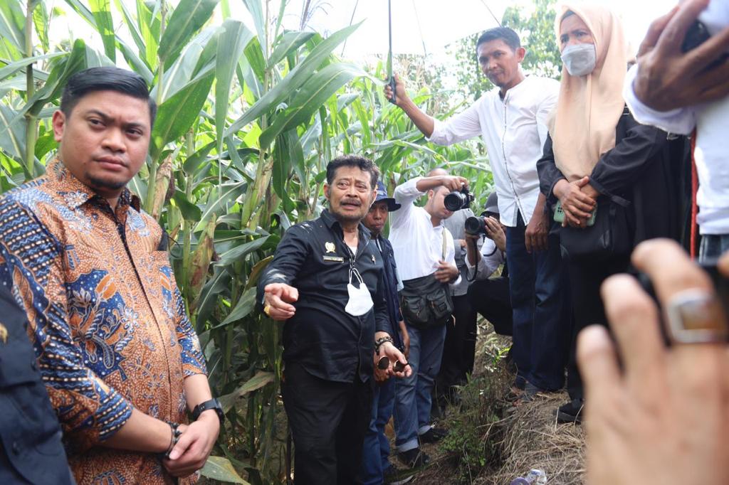 Mentan Tinjau Perkembangan Jagung Dua Tongkol